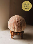 4.25 " English Channel Sea Urchin Lamp, NA440