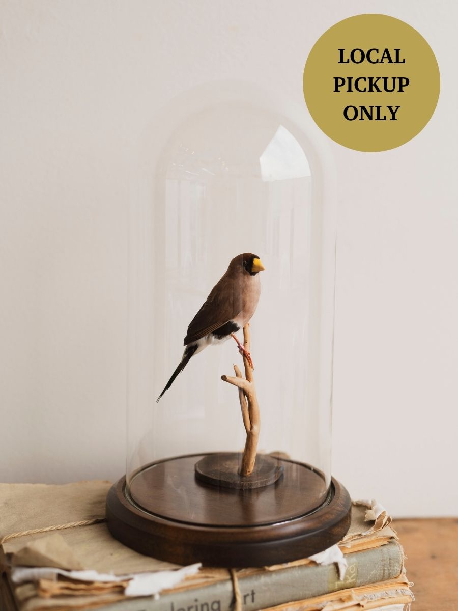Full Body Mask Finch Taxidermy (Frank), TA168