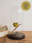 Full Body Sulfur Canary Taxidermy (Carl), TA182