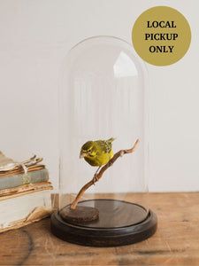 Full Body Sulfur Canary Taxidermy (Carl), TA182