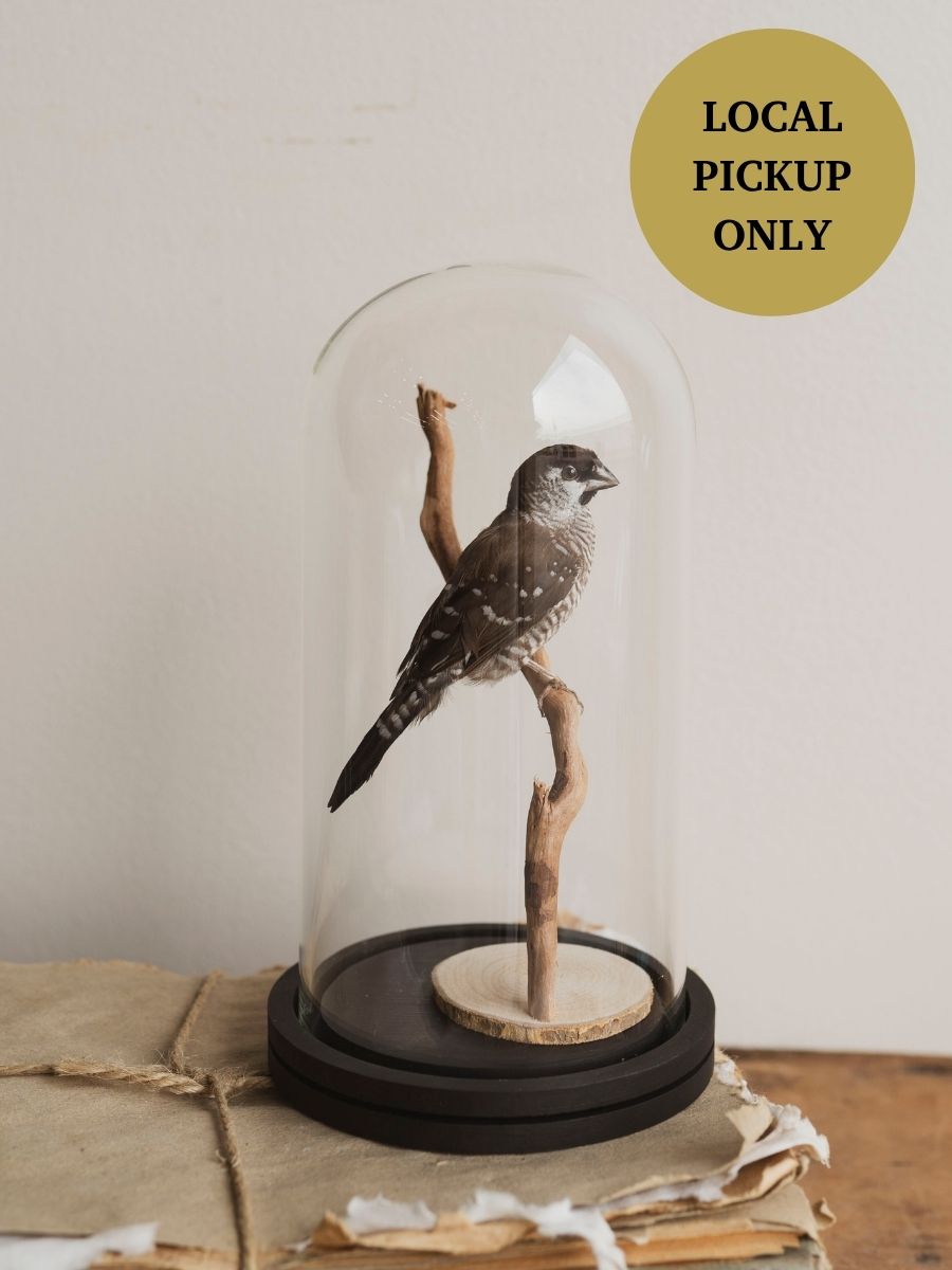 Full Body Ceresamadine Taxidermy (Cecilia), TA134