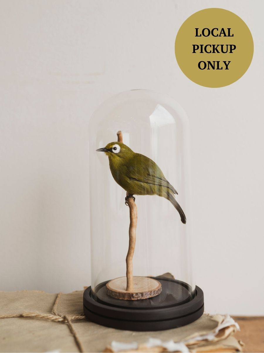 Full Body Kikuyu White-eye Taxidermy (Kiki), TA130