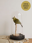Full Body Kikuyu White-eye Taxidermy (Kiki), TA130