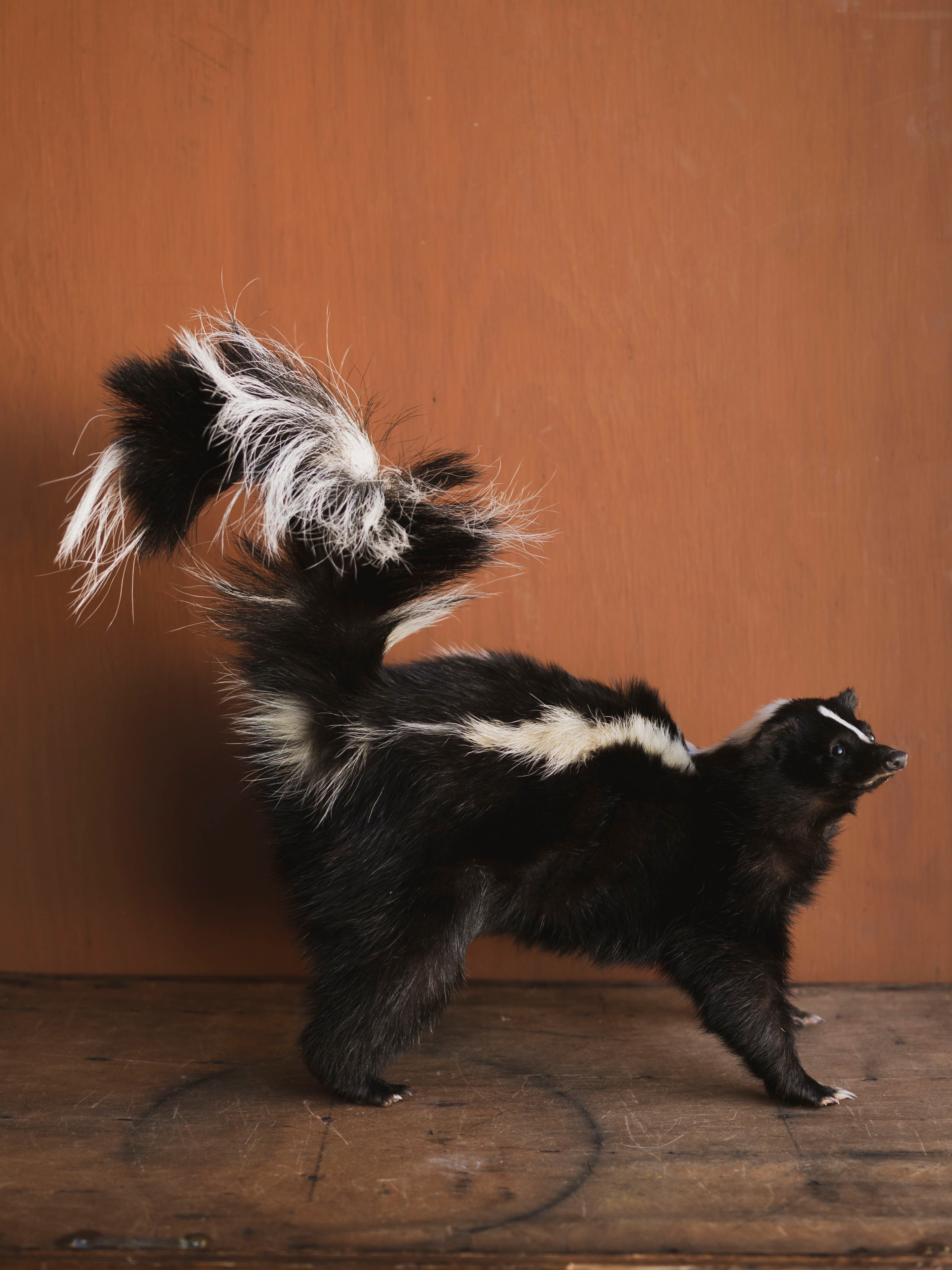 Full Body Skunk Taxidermy (Stinkah), TA482
