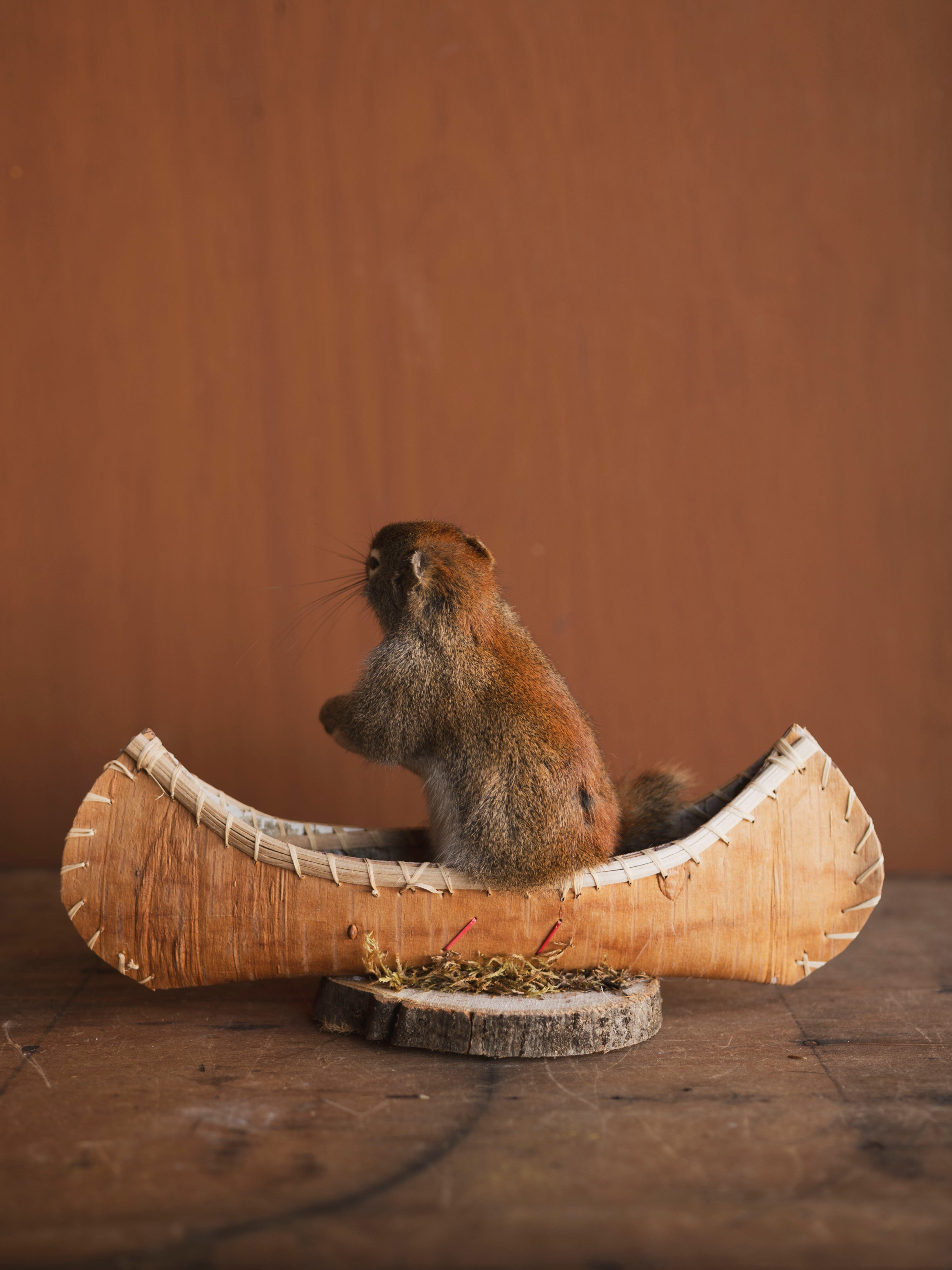 Full Body Red Squirrel in Canoe Taxidermy (Maple), TA472