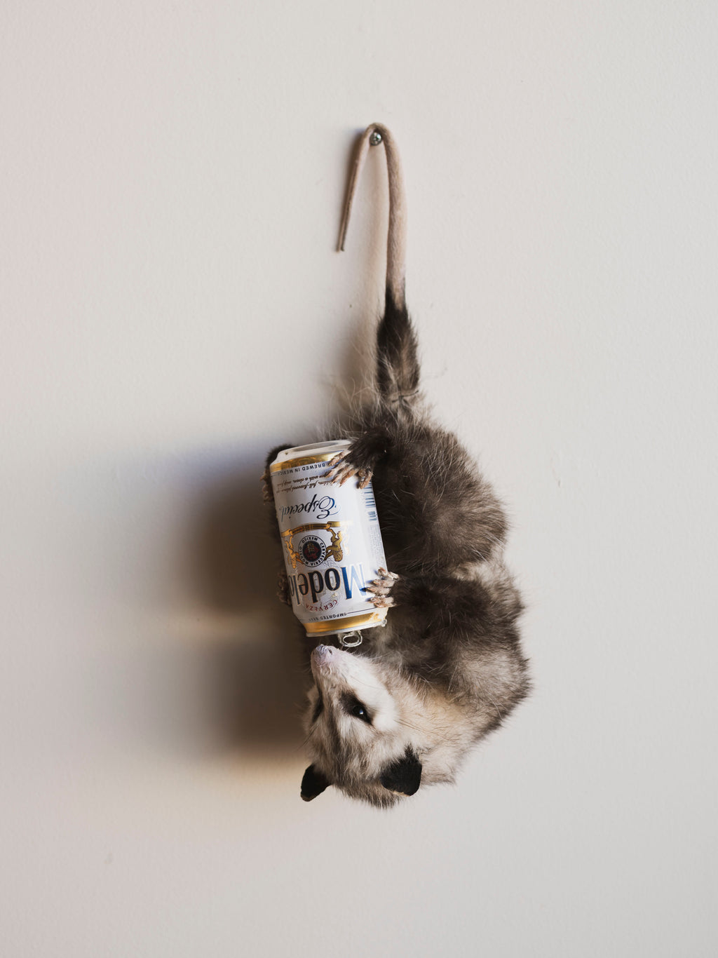 Hanging Full Body Beer Opossum Taxidermy (Emiliano), TA458