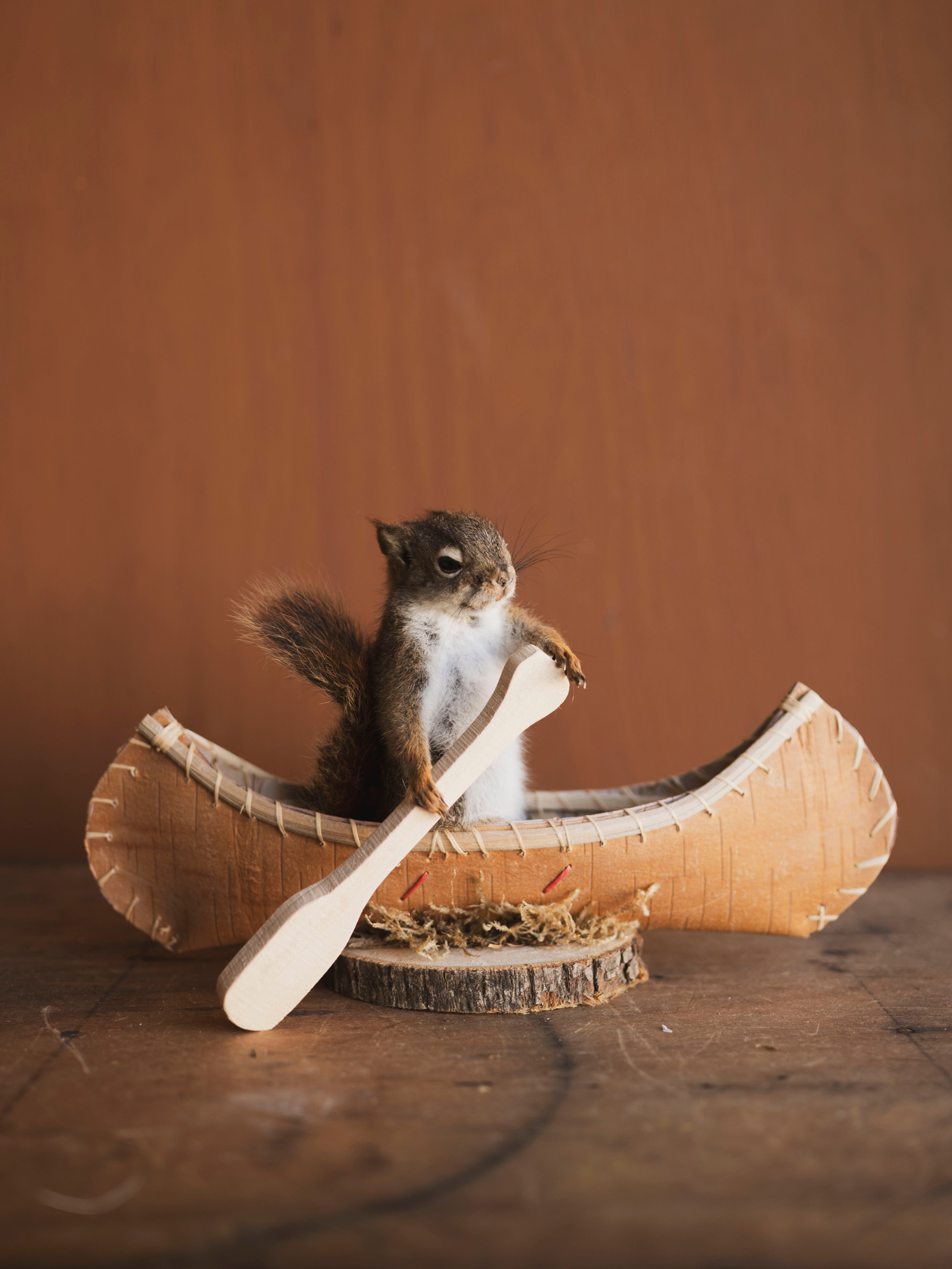 Full Body Red Squirrel in Canoe Taxidermy (Oak), TA473