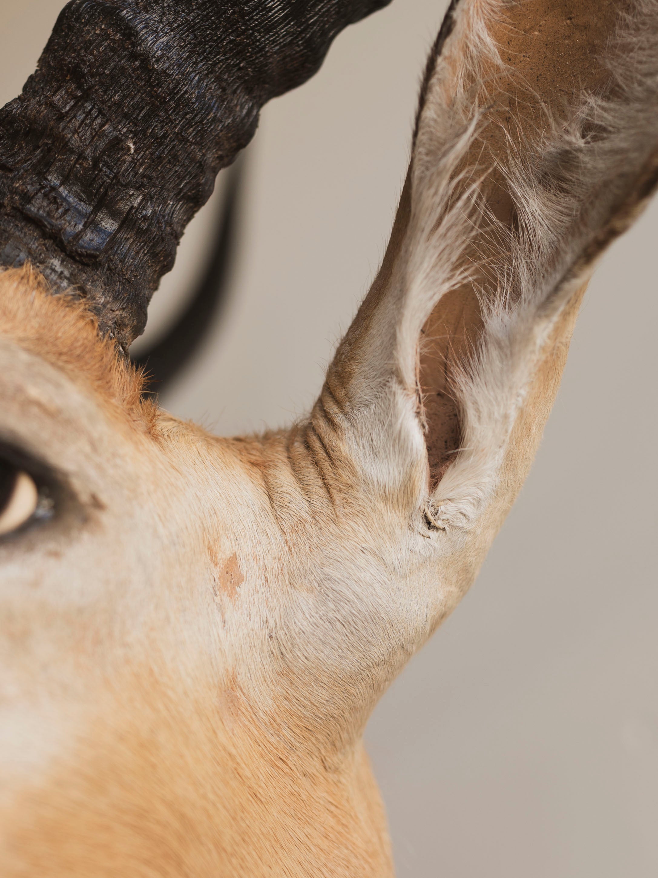 Impala Shoulder Mount Taxidermy (Isabella), TA453