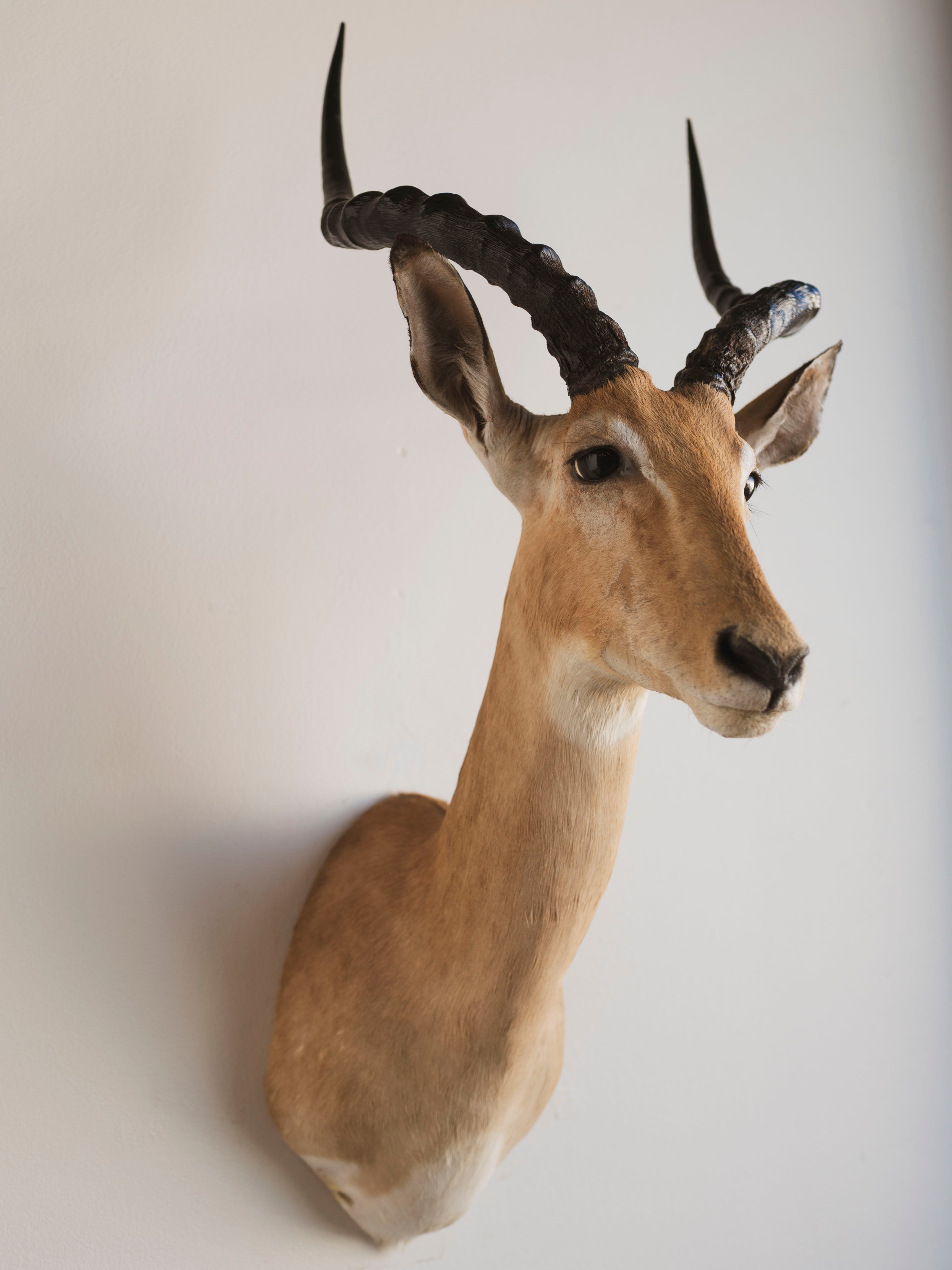 Impala Shoulder Mount Taxidermy (Isabella), TA453