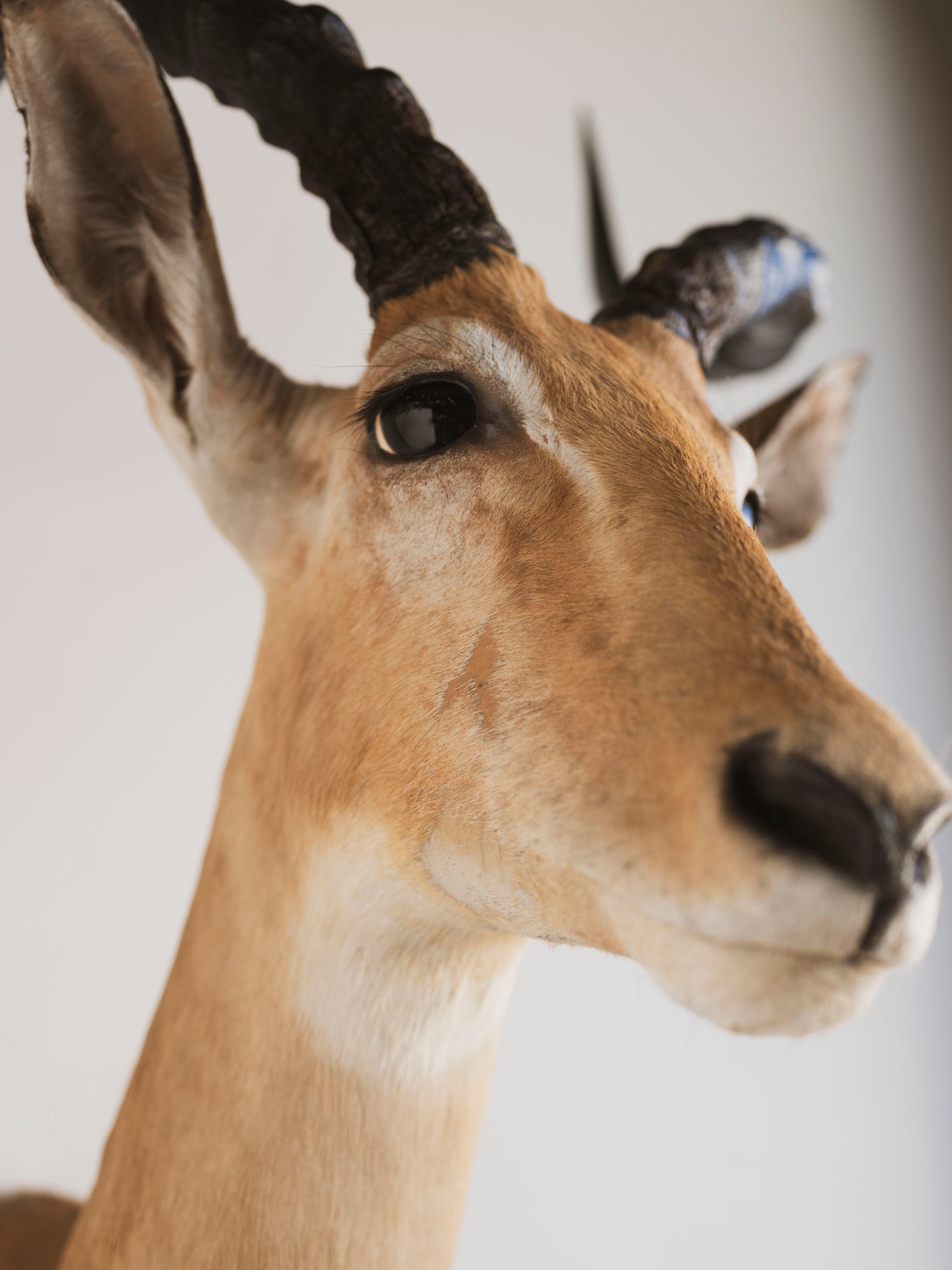 Impala Shoulder Mount Taxidermy (Isabella), TA453