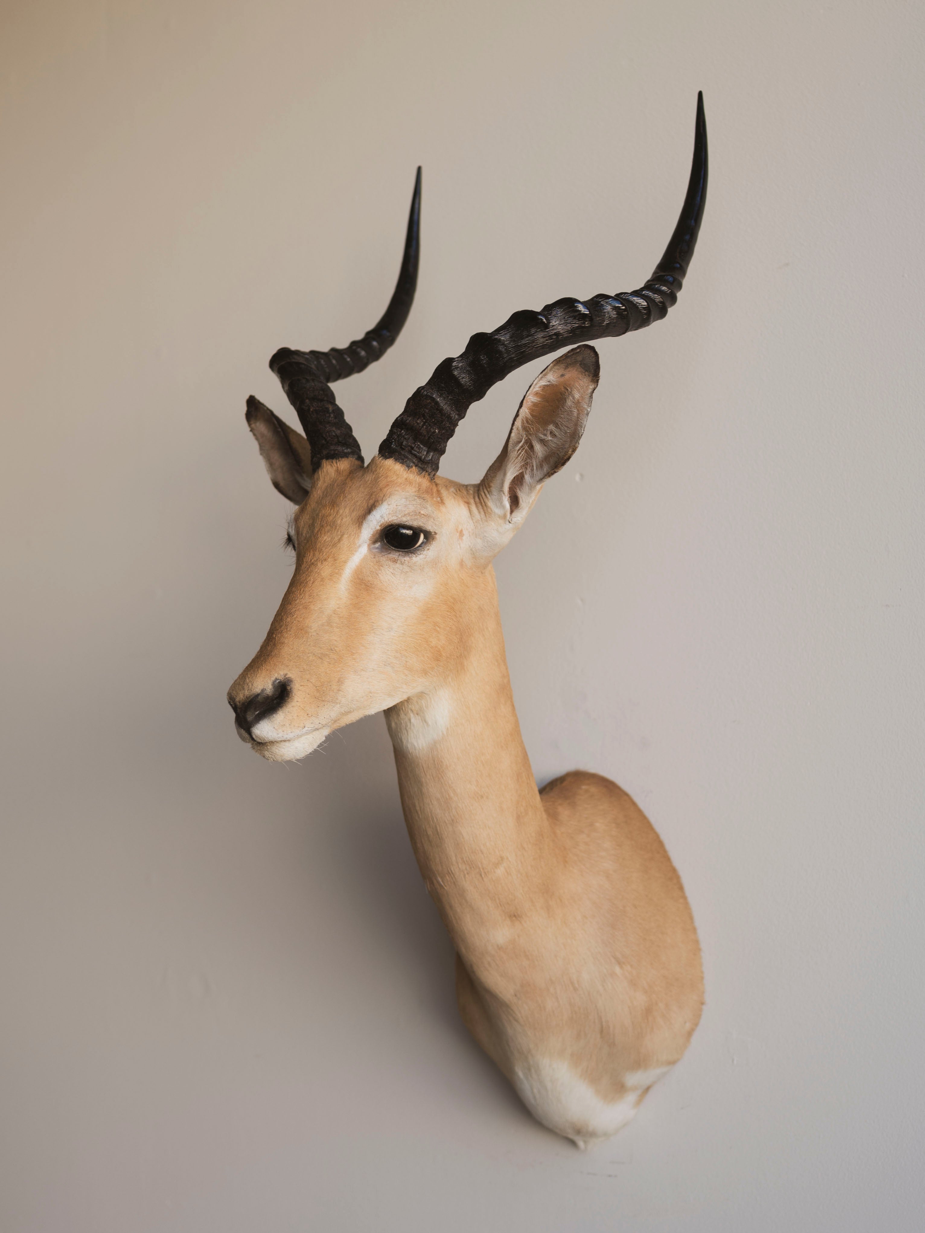 Impala Shoulder Mount Taxidermy (Isabella), TA453