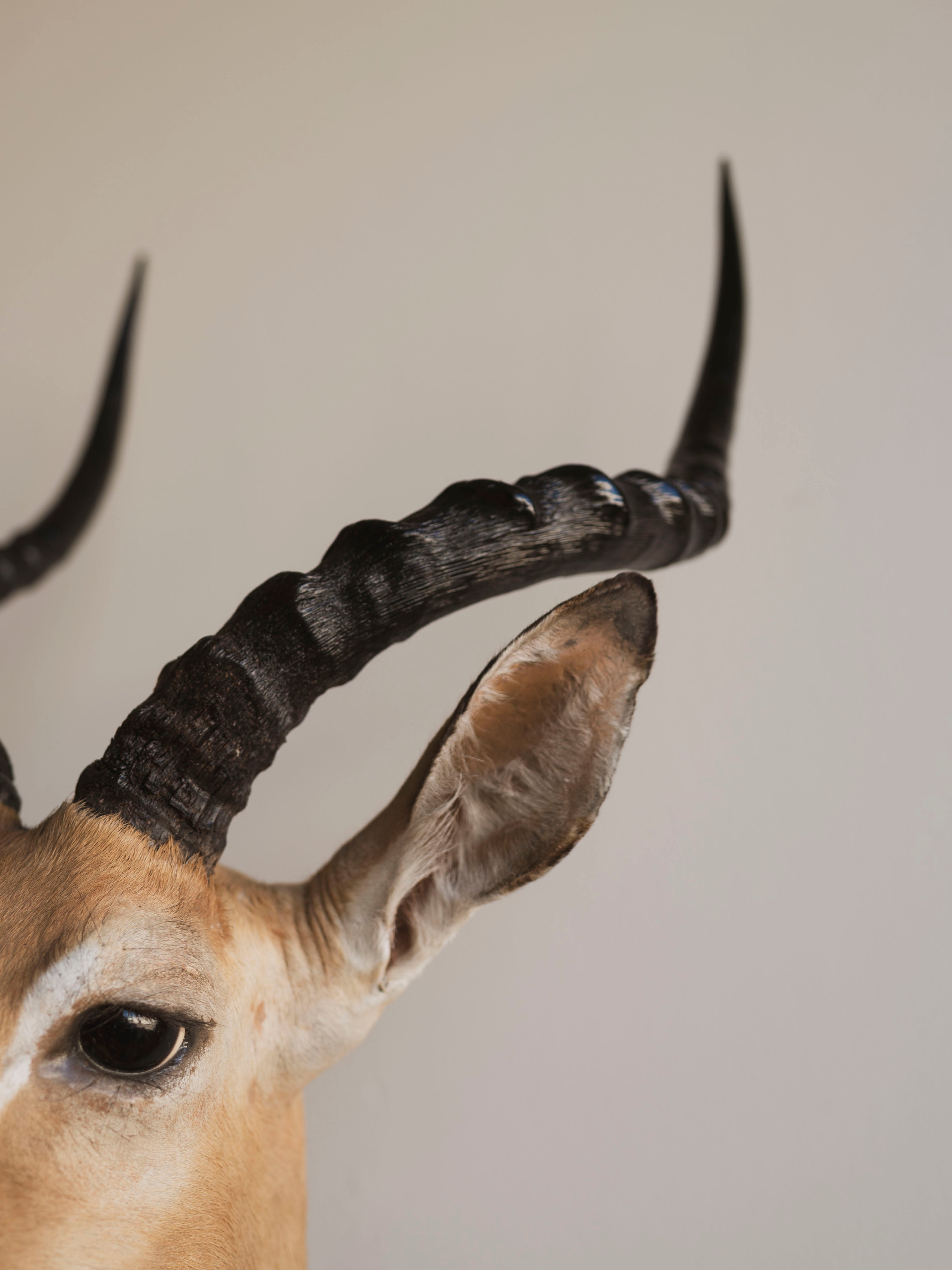 Impala Shoulder Mount Taxidermy (Isabella), TA453