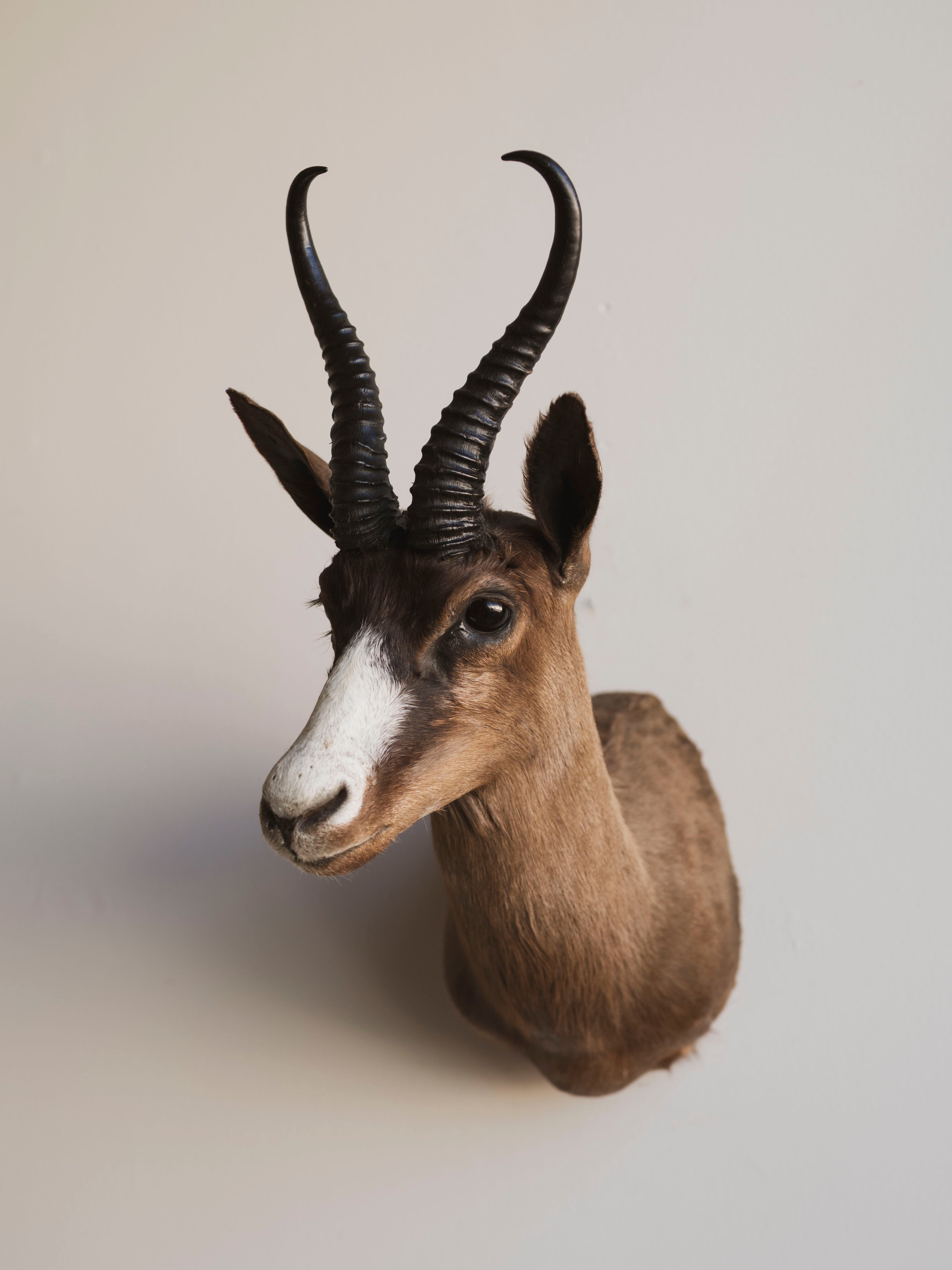 Chocolate Springbok Shoulder Mount Taxidermy (Brownie), TA447