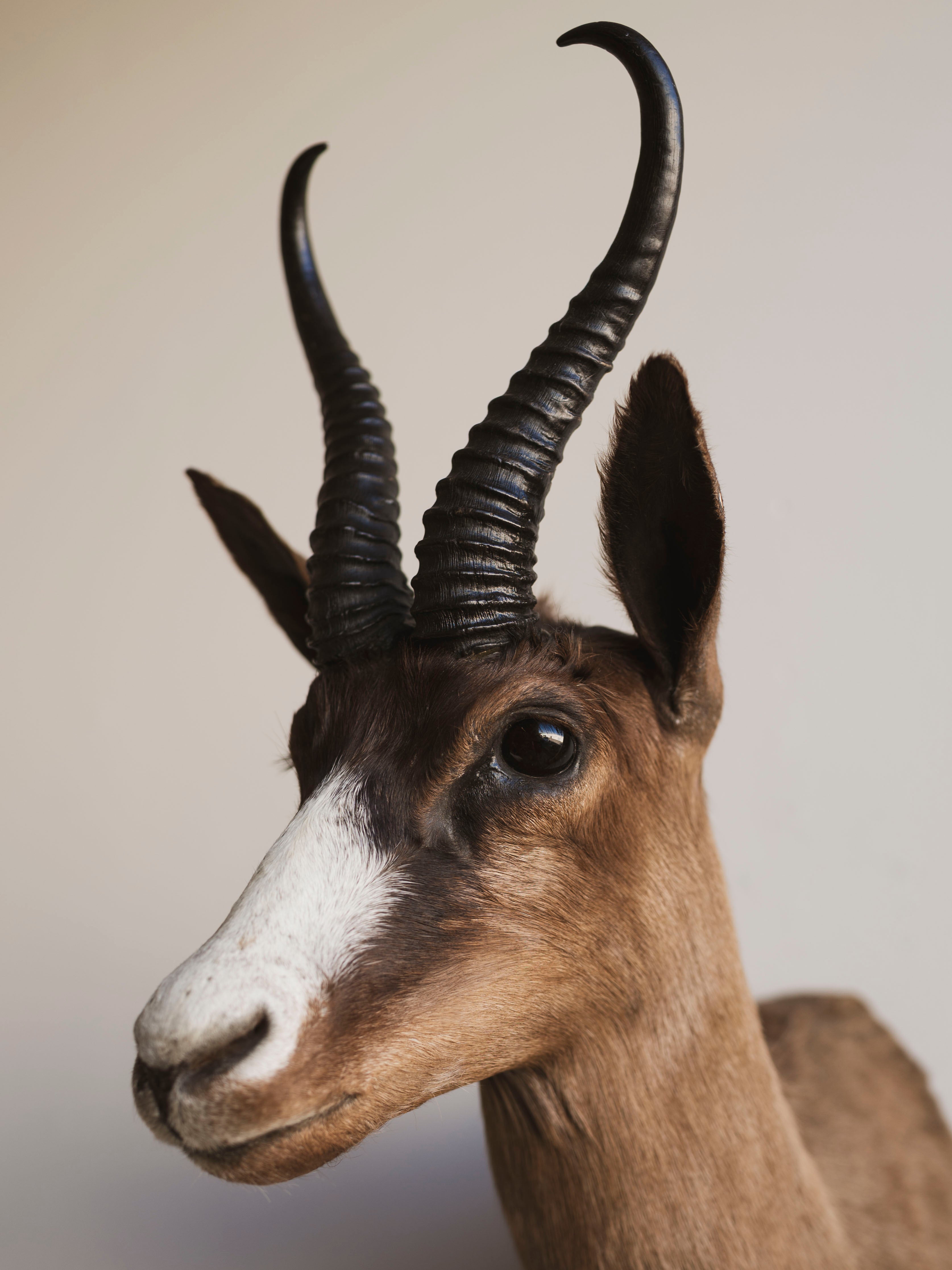 Chocolate Springbok Shoulder Mount Taxidermy (Brownie), TA447