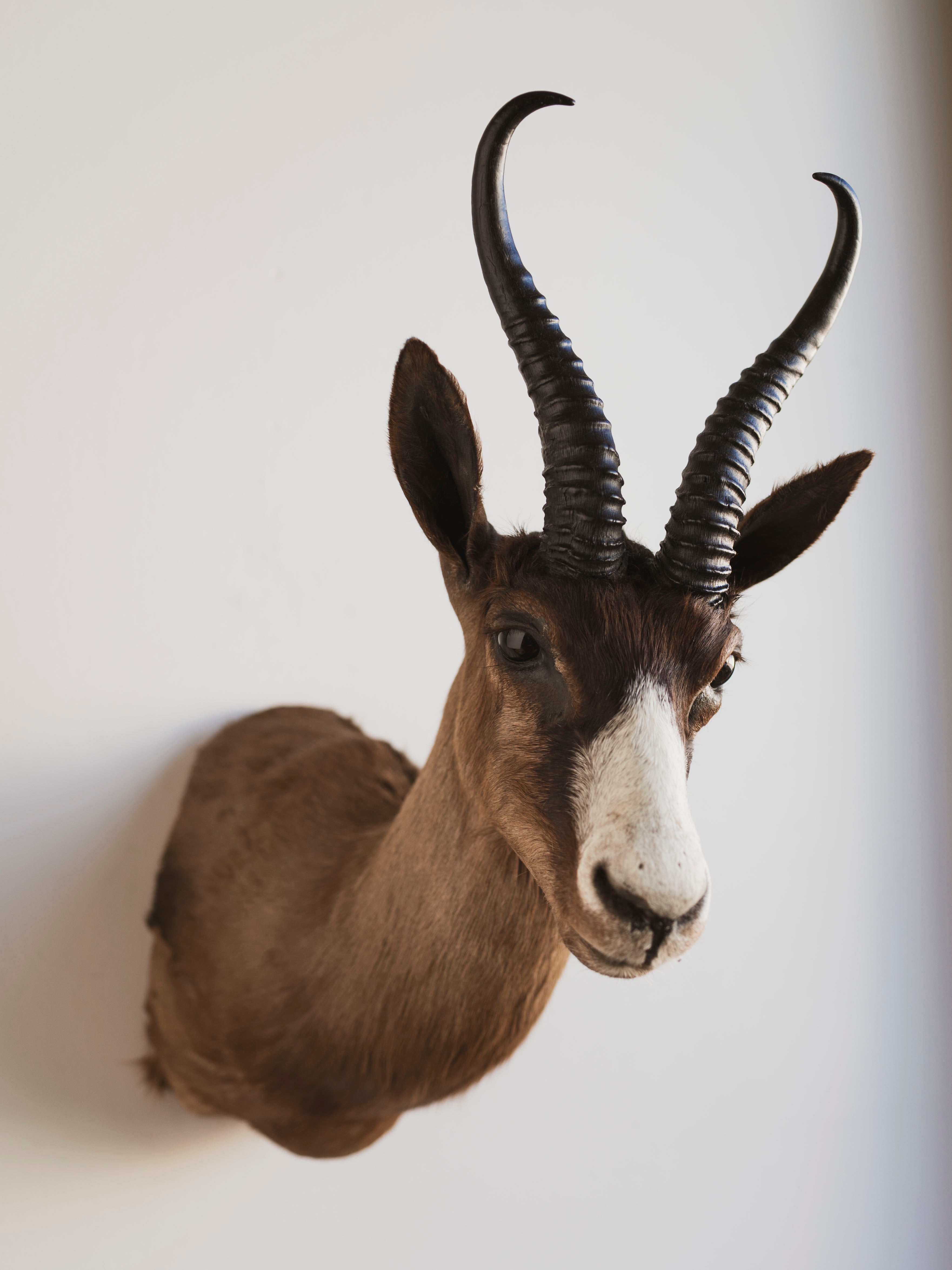 Chocolate Springbok Shoulder Mount Taxidermy (Brownie), TA447