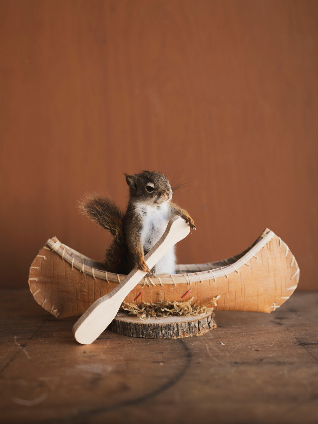 Full Body Red Squirrel in Canoe Taxidermy (Oak), TA473