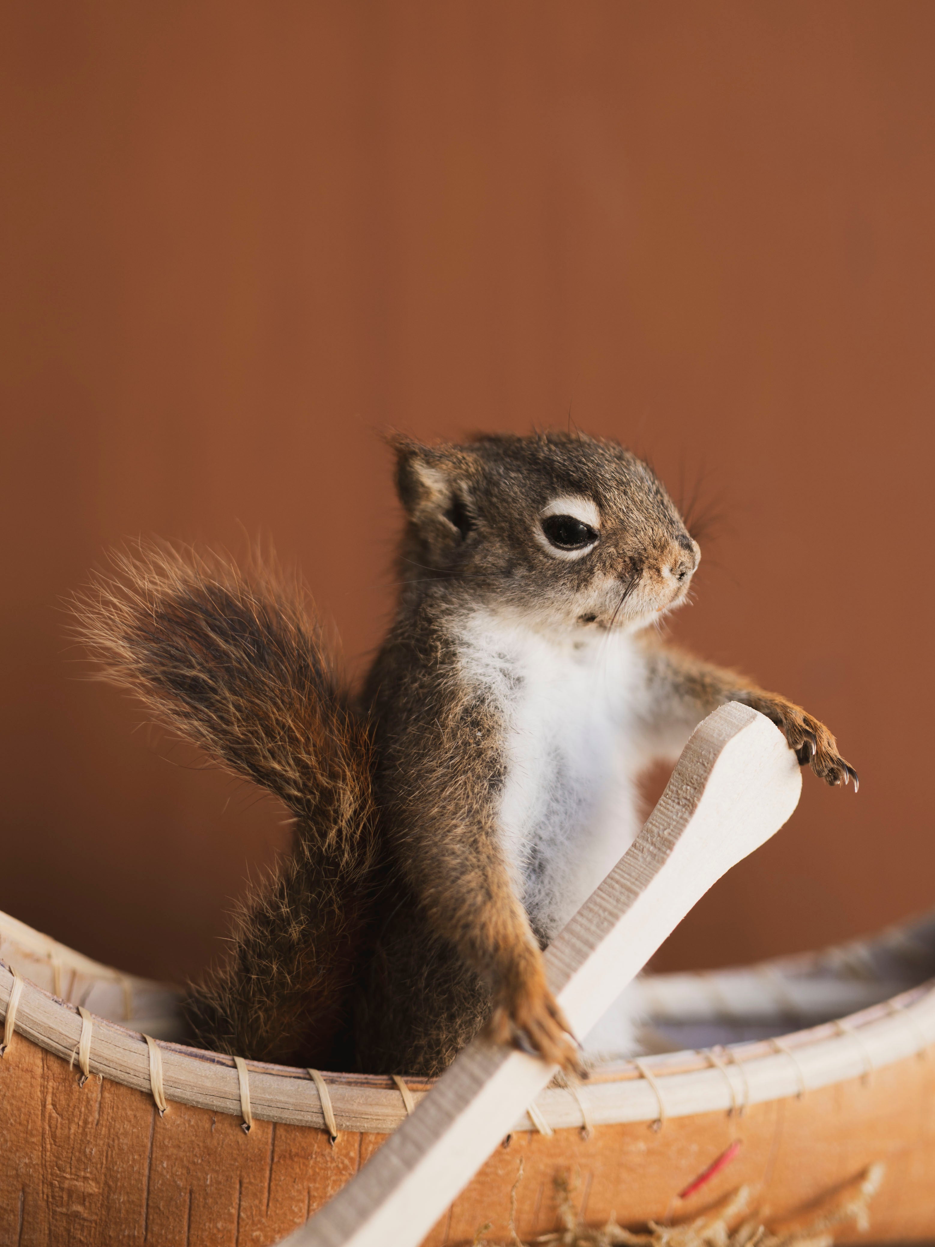 Full Body Red Squirrel in Canoe Taxidermy (Oak), TA473