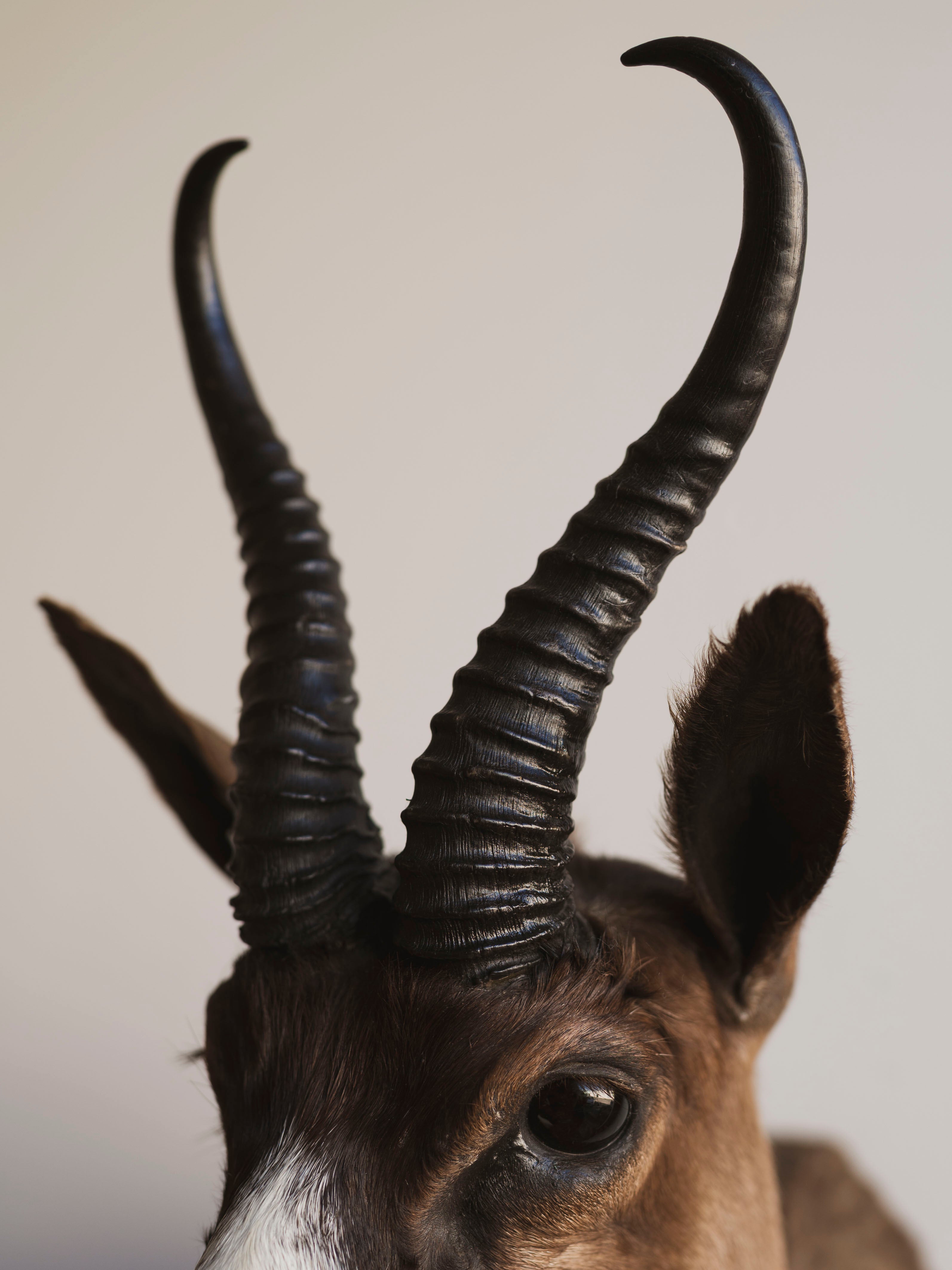 Chocolate Springbok Shoulder Mount Taxidermy (Brownie), TA447