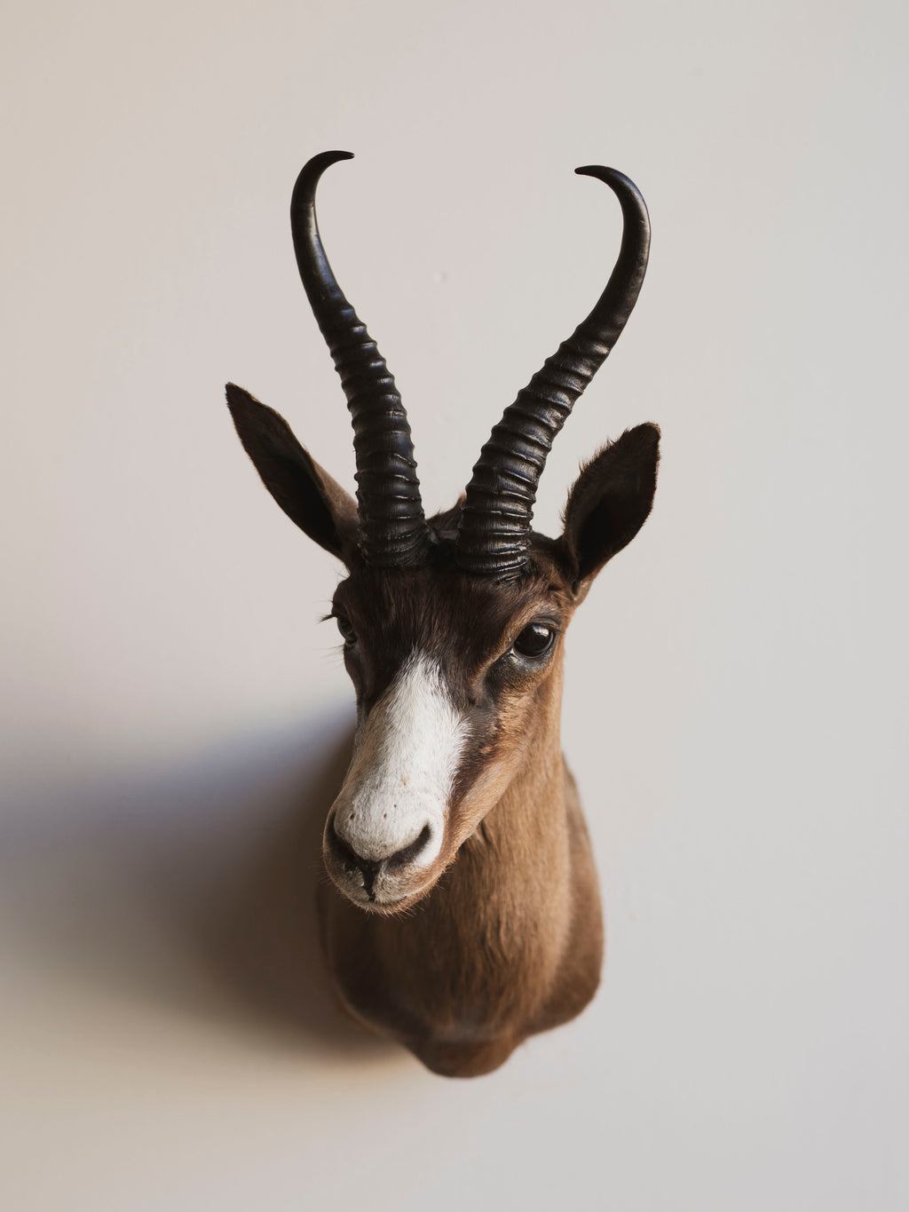 Chocolate Springbok Shoulder Mount Taxidermy (Brownie), TA447