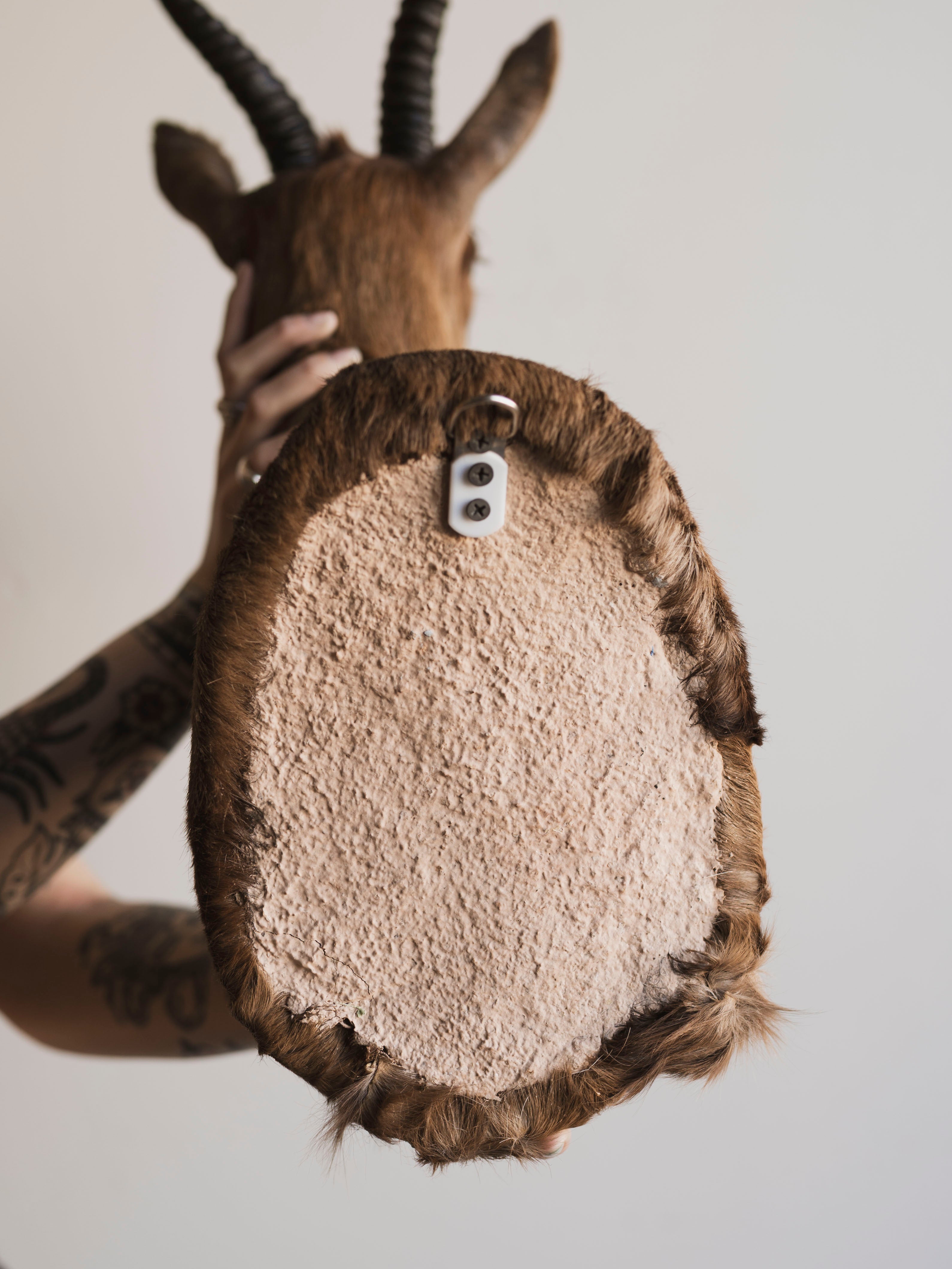 Chocolate Springbok Shoulder Mount Taxidermy (Brownie), TA447