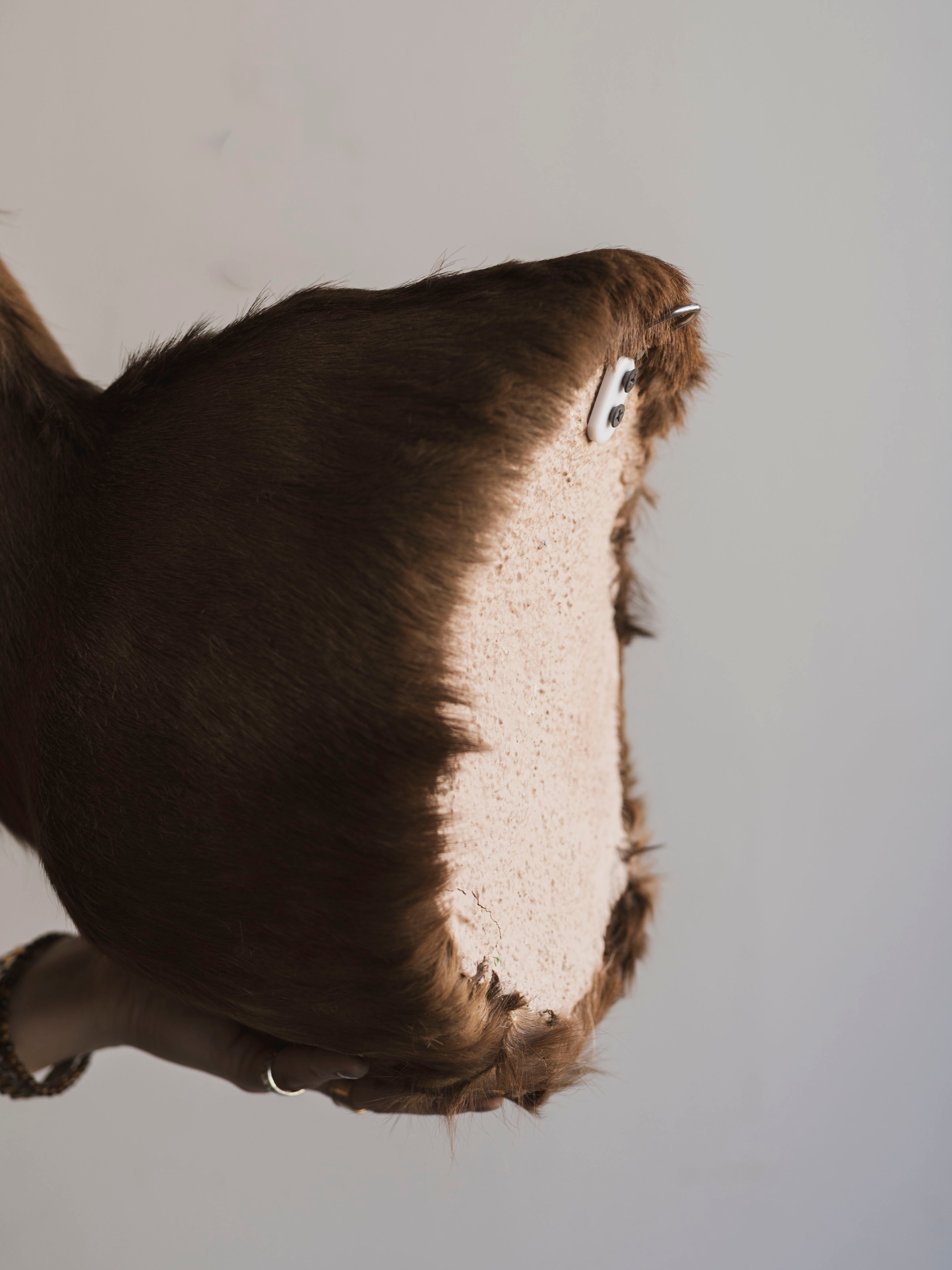 Chocolate Springbok Shoulder Mount Taxidermy (Brownie), TA447