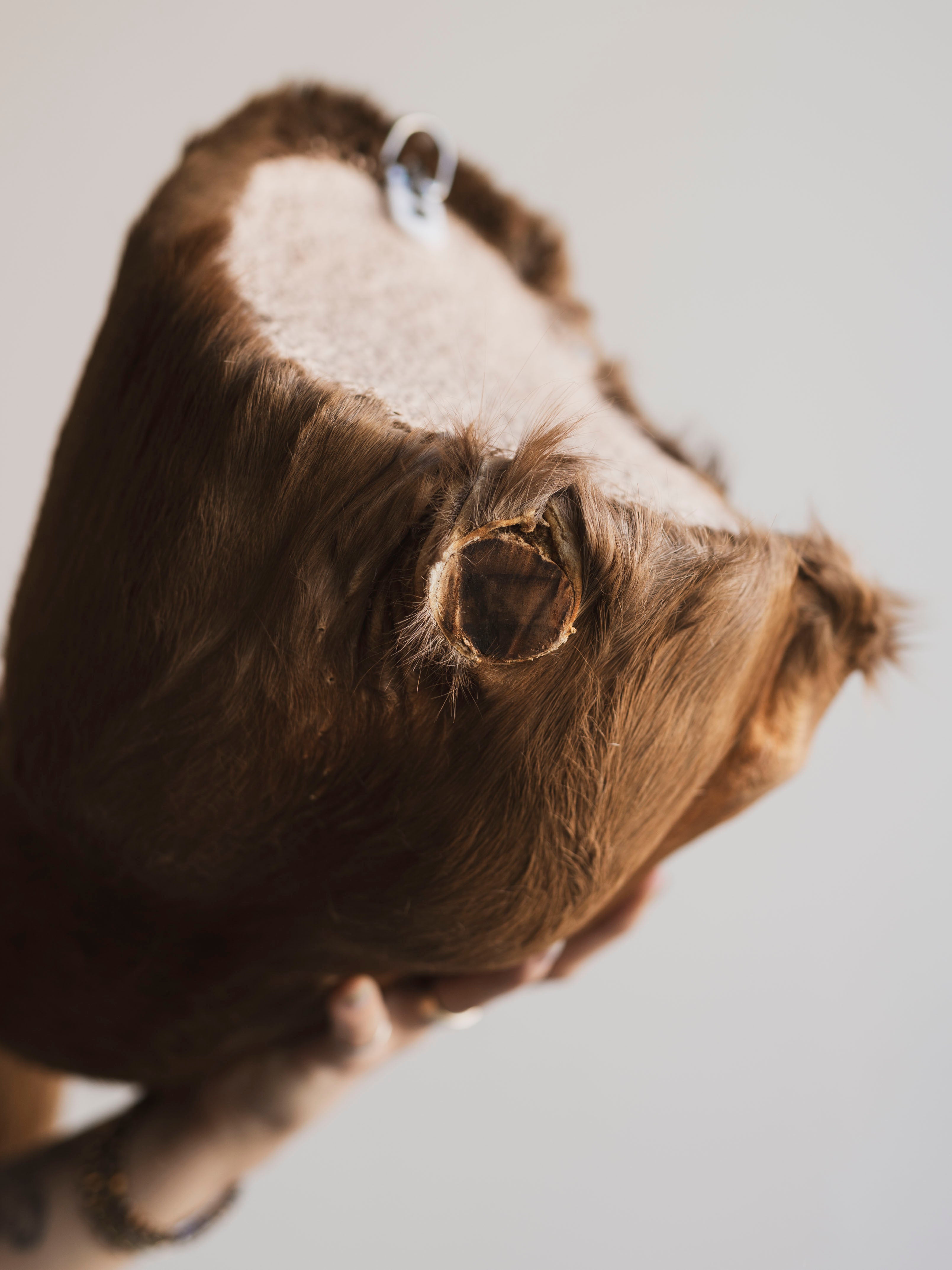 Chocolate Springbok Shoulder Mount Taxidermy (Brownie), TA447