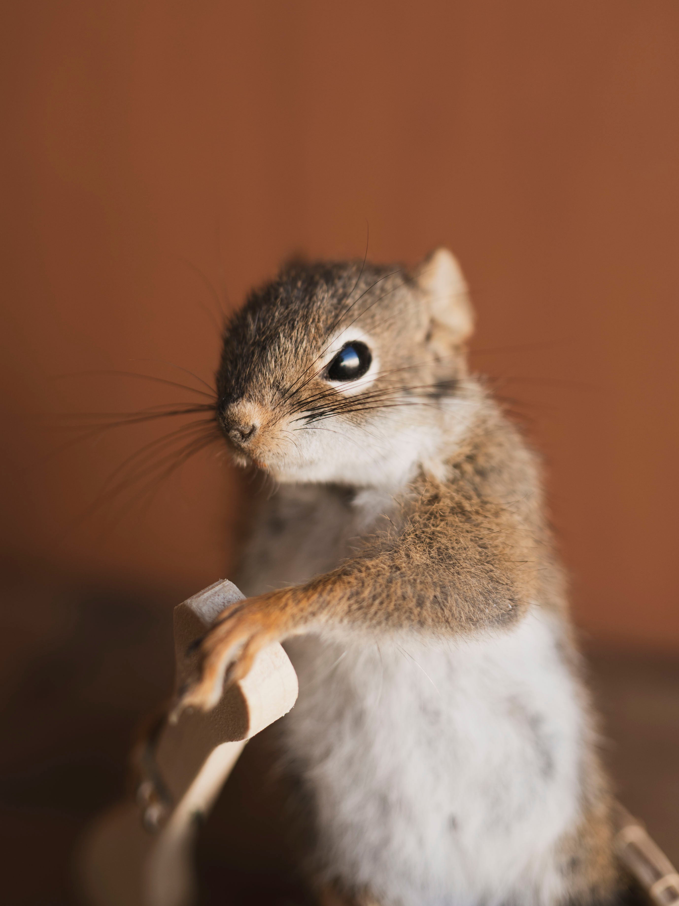 Full Body Red Squirrel in Canoe Taxidermy (Oak), TA473
