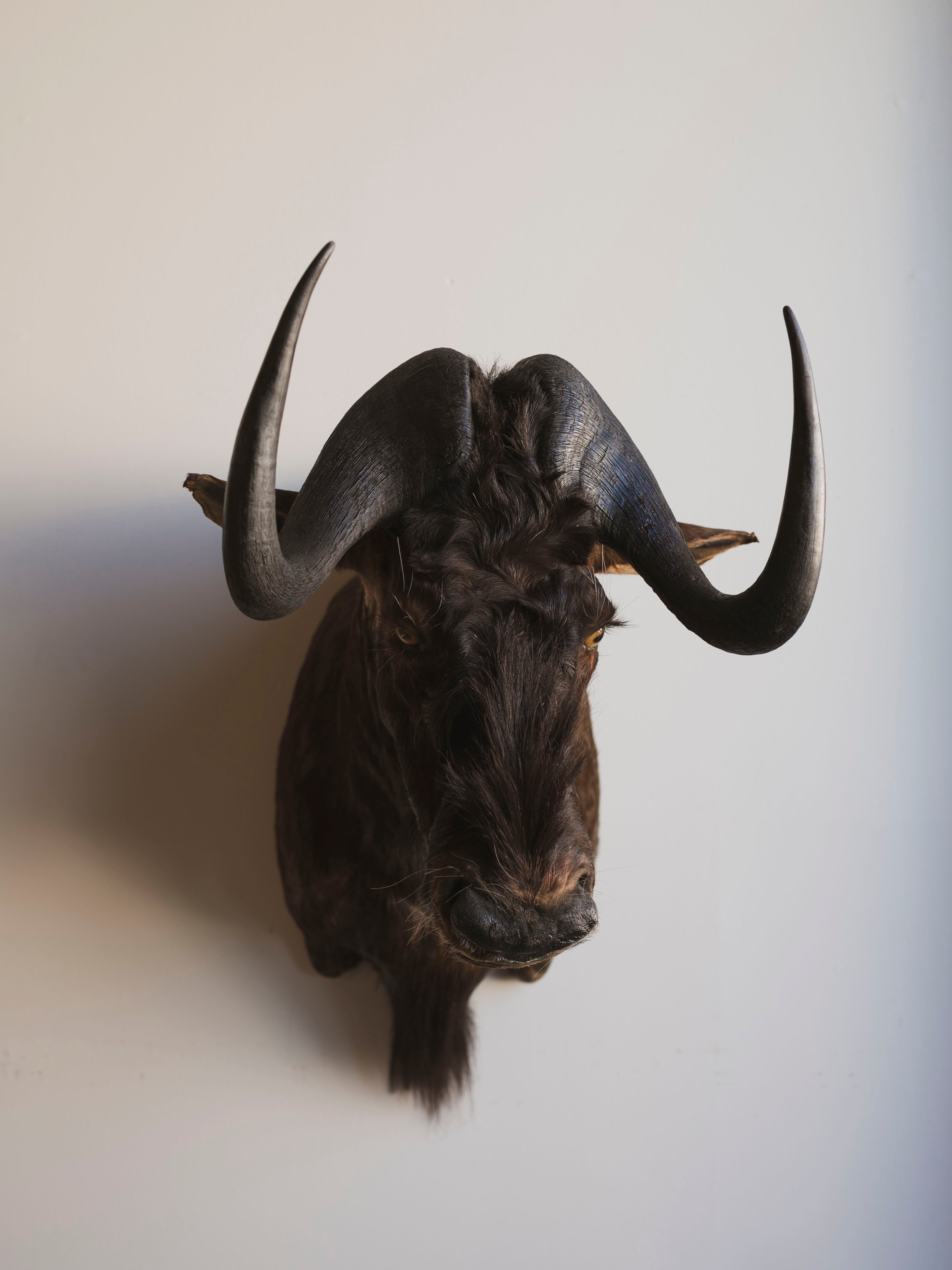 Black Wildebeest Shoulder Mount Taxidermy (William), TA437