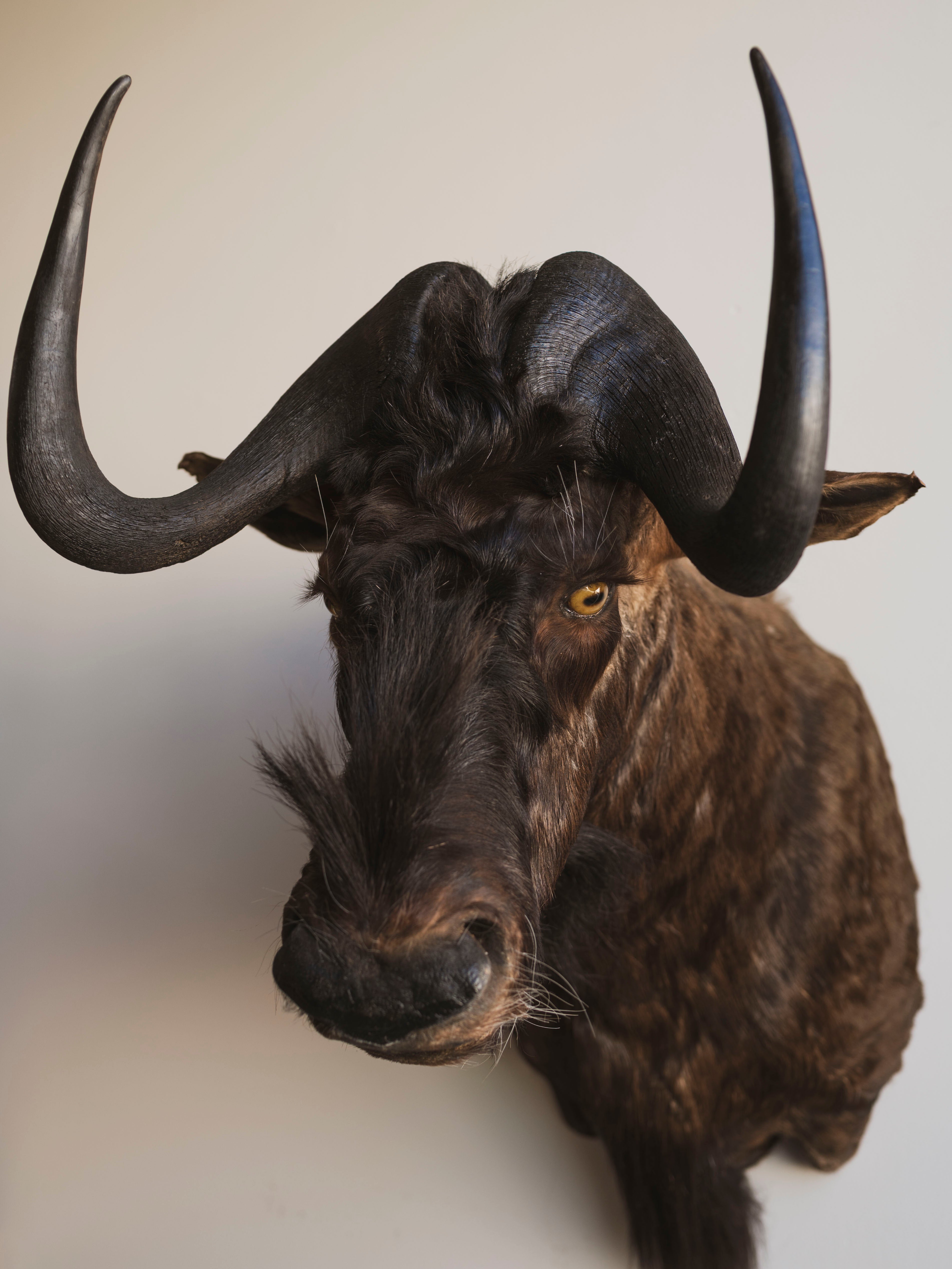 Black Wildebeest Shoulder Mount Taxidermy (William), TA437