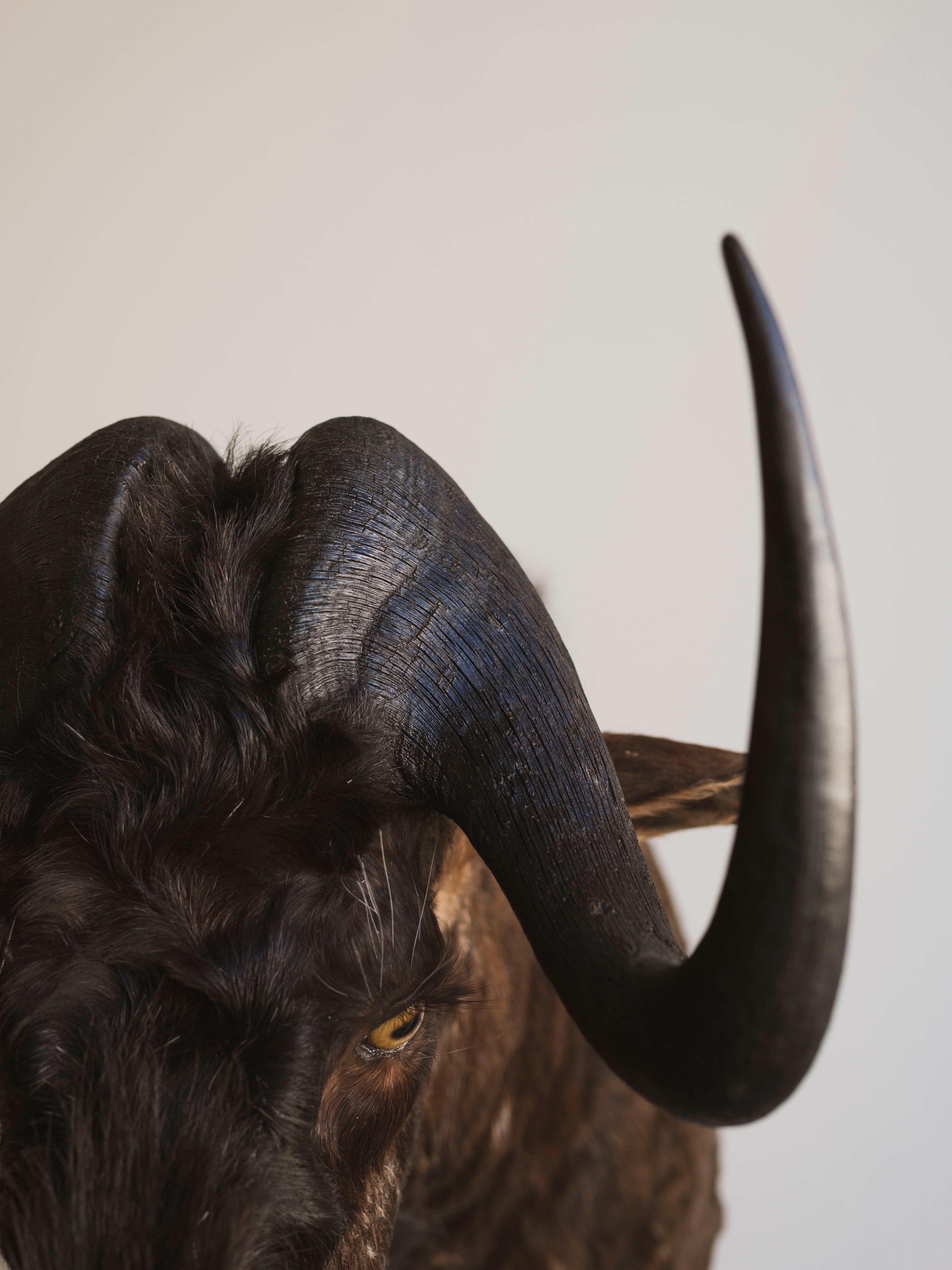 Black Wildebeest Shoulder Mount Taxidermy (William), TA437