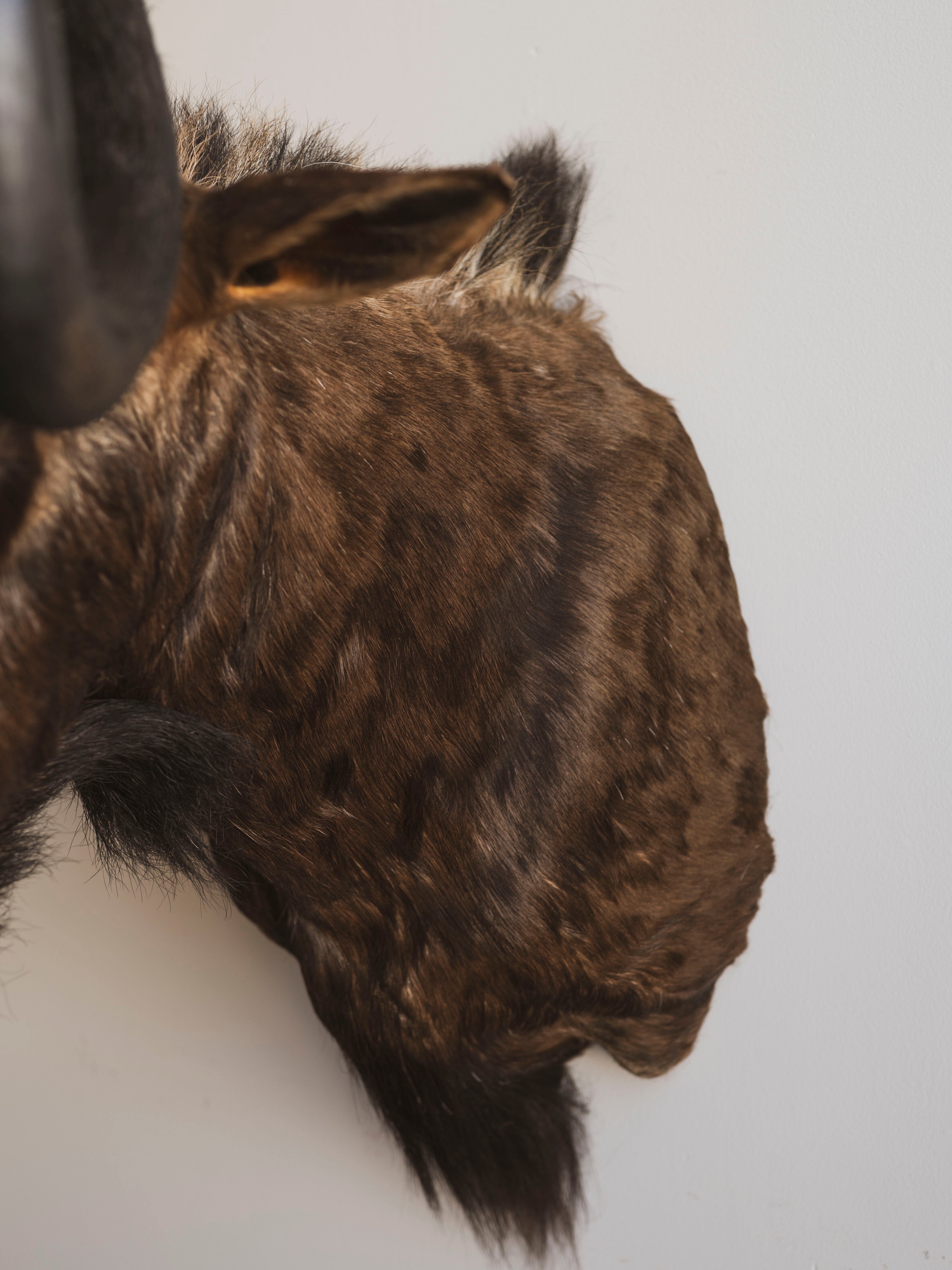 Black Wildebeest Shoulder Mount Taxidermy (William), TA437