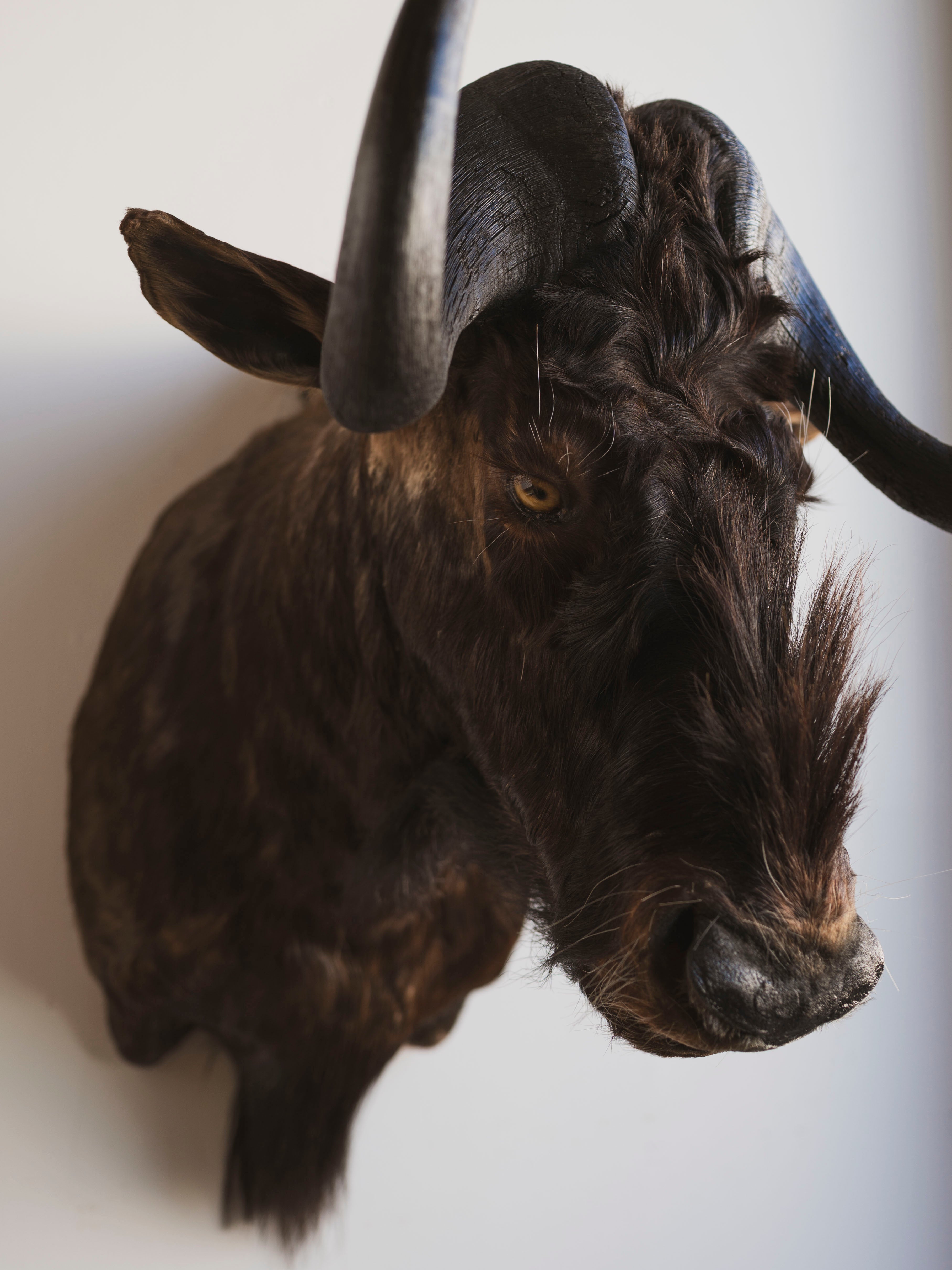 Black Wildebeest Shoulder Mount Taxidermy (William), TA437