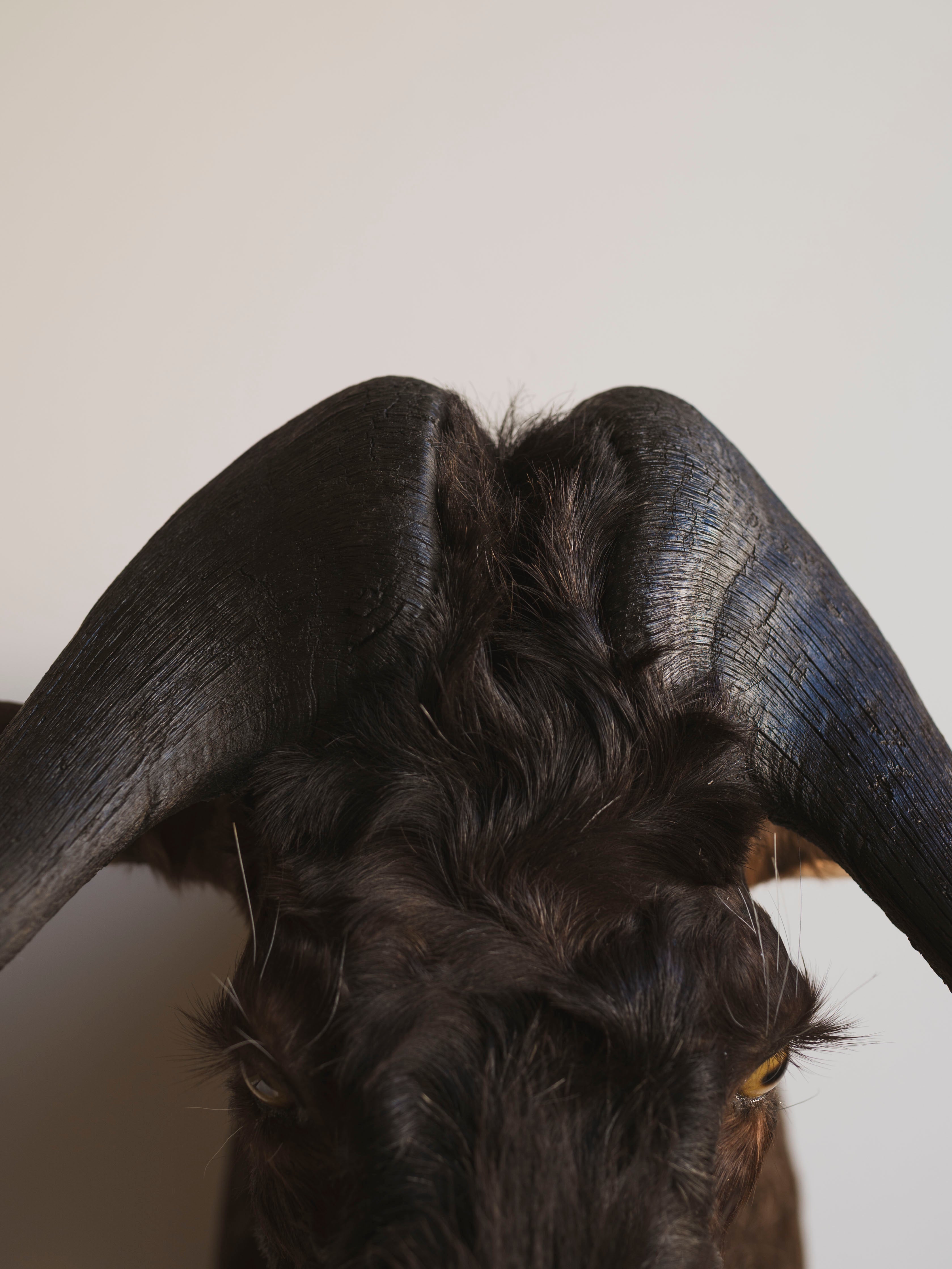 Black Wildebeest Shoulder Mount Taxidermy (William), TA437