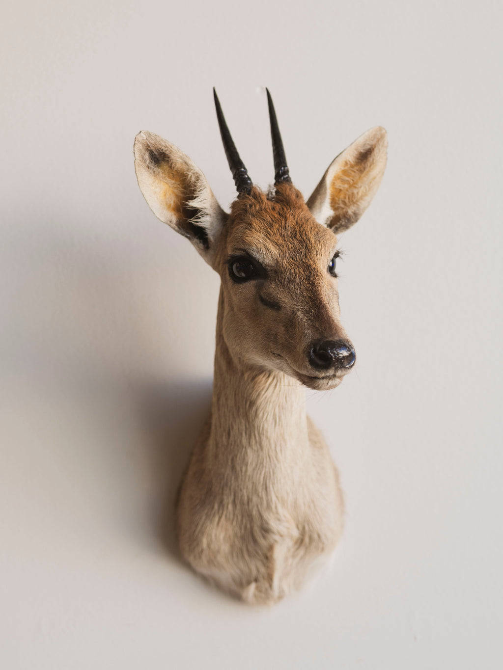 Duiker Shoulder Mount Taxidermy (Dahlia), TA446