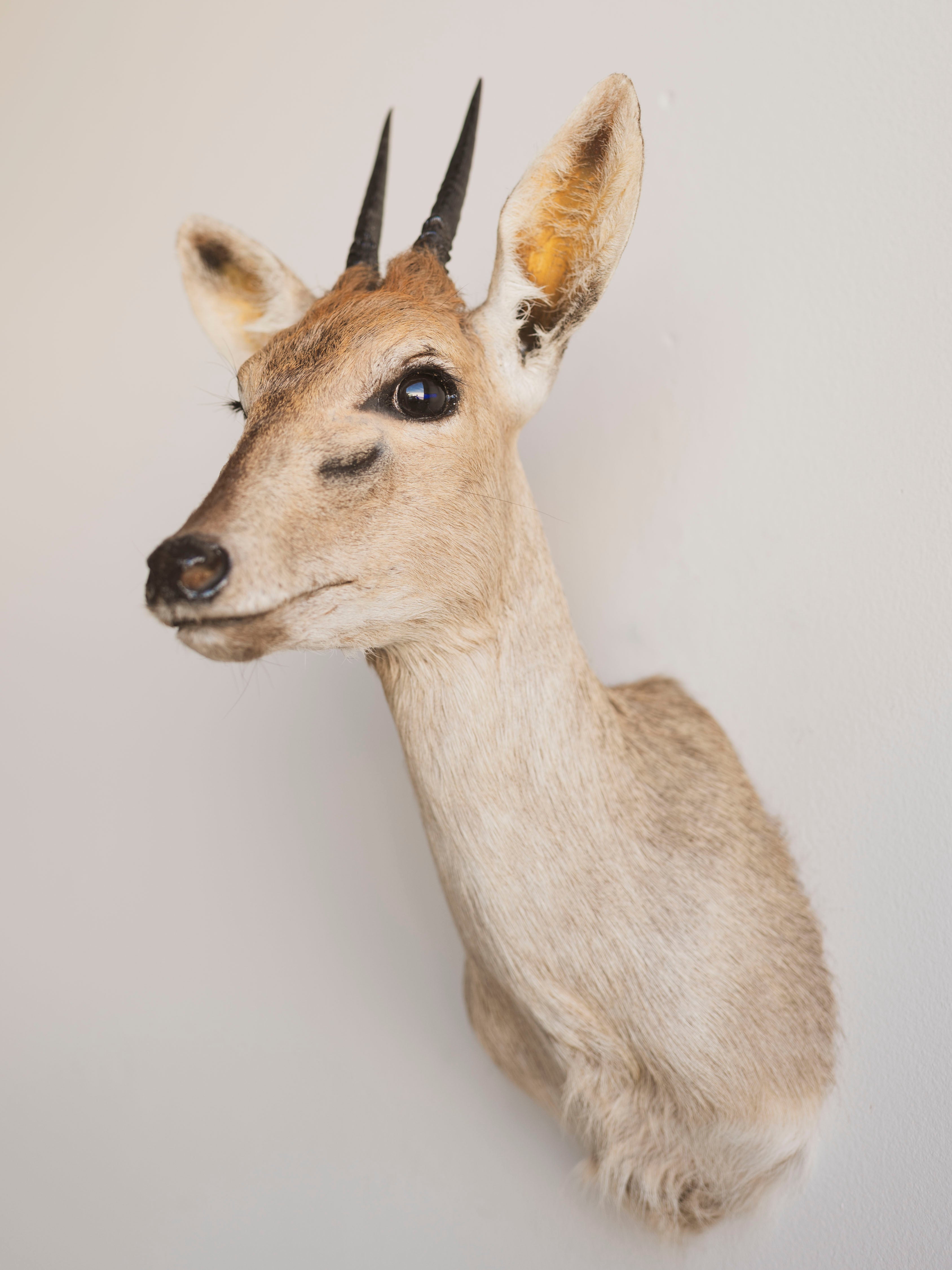 Duiker Shoulder Mount Taxidermy (Dahlia), TA446