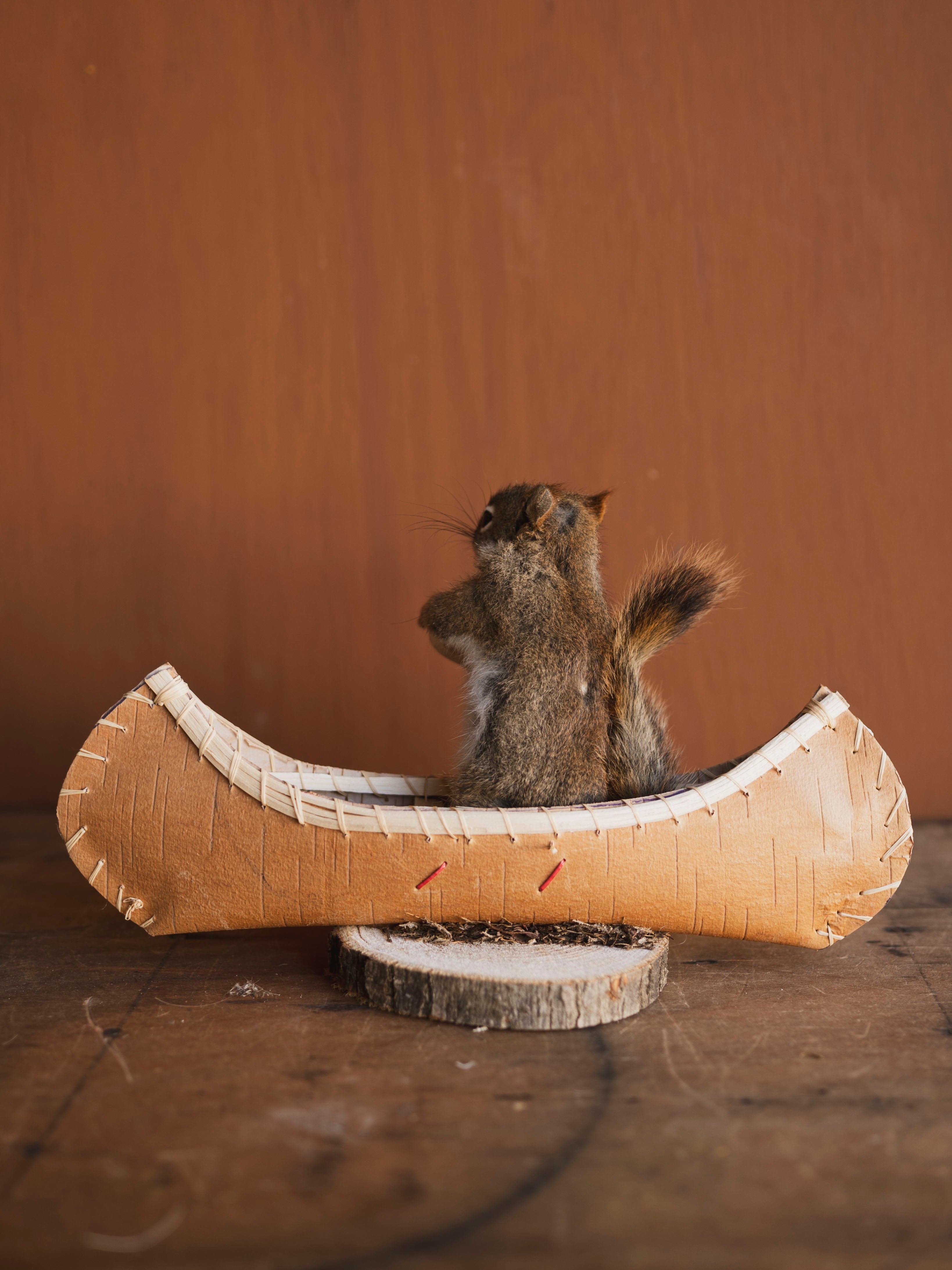 Full Body Red Squirrel in Canoe Taxidermy (Oak), TA473