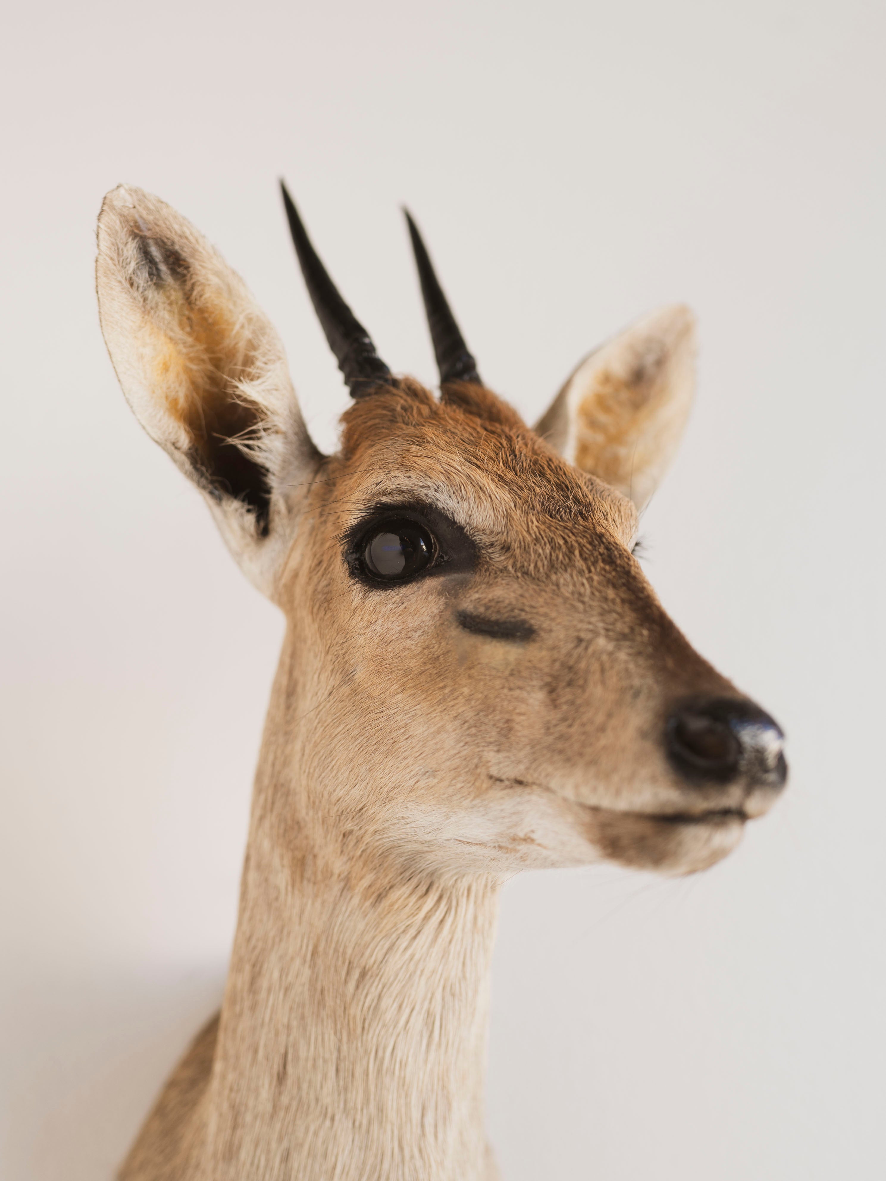 Duiker Shoulder Mount Taxidermy (Dahlia), TA446