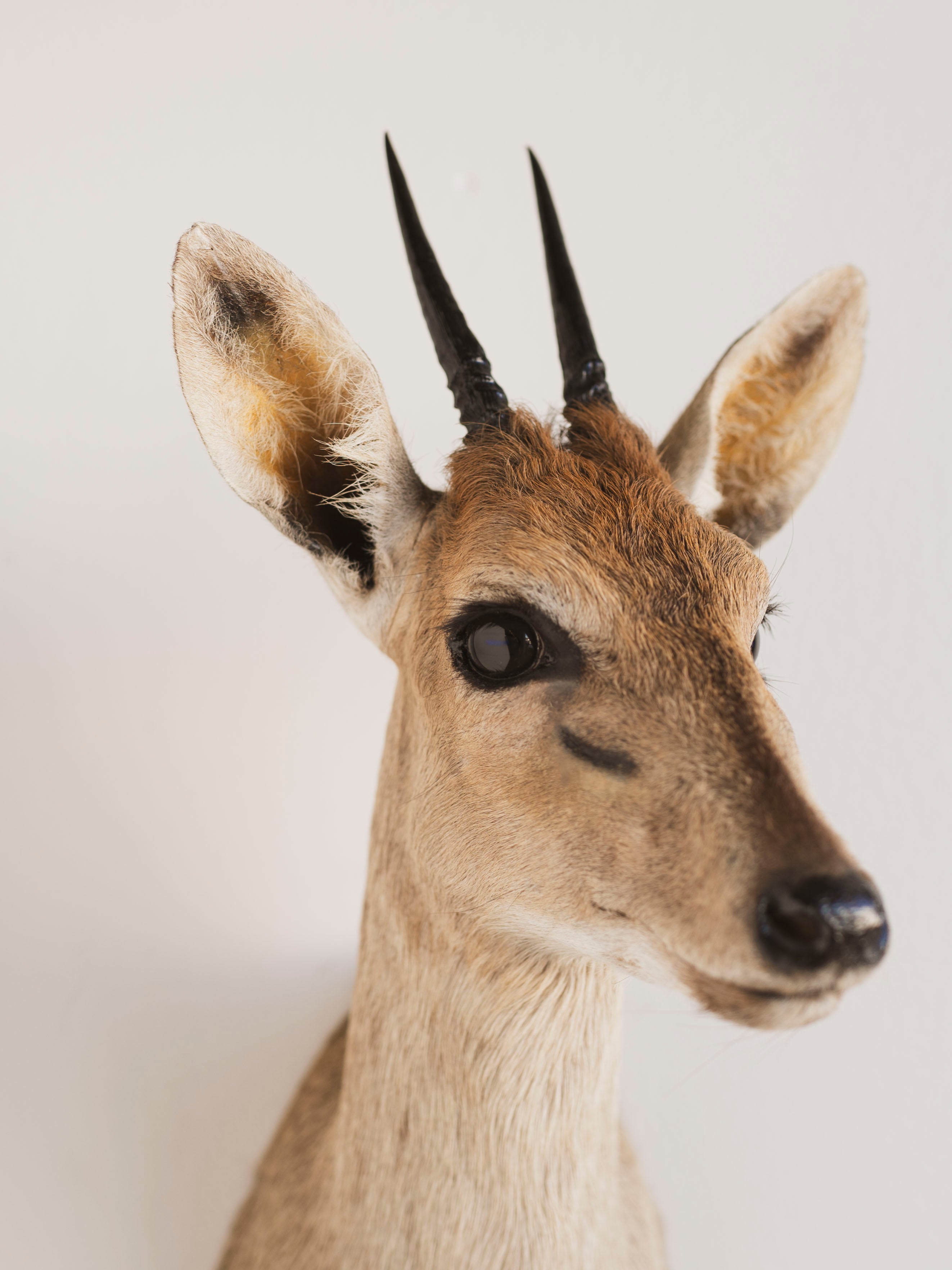 Duiker Shoulder Mount Taxidermy (Dahlia), TA446