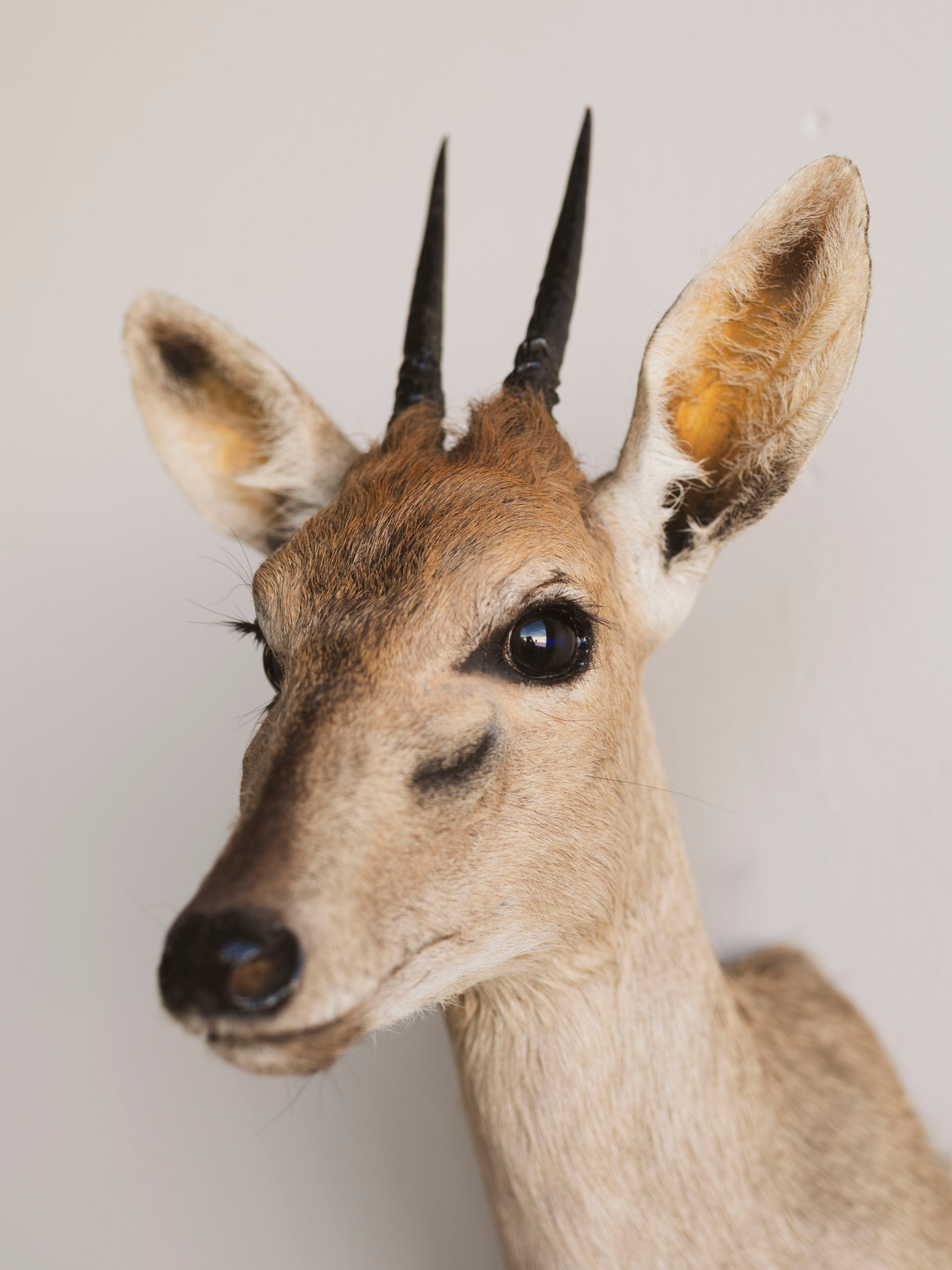 Duiker Shoulder Mount Taxidermy (Dahlia), TA446