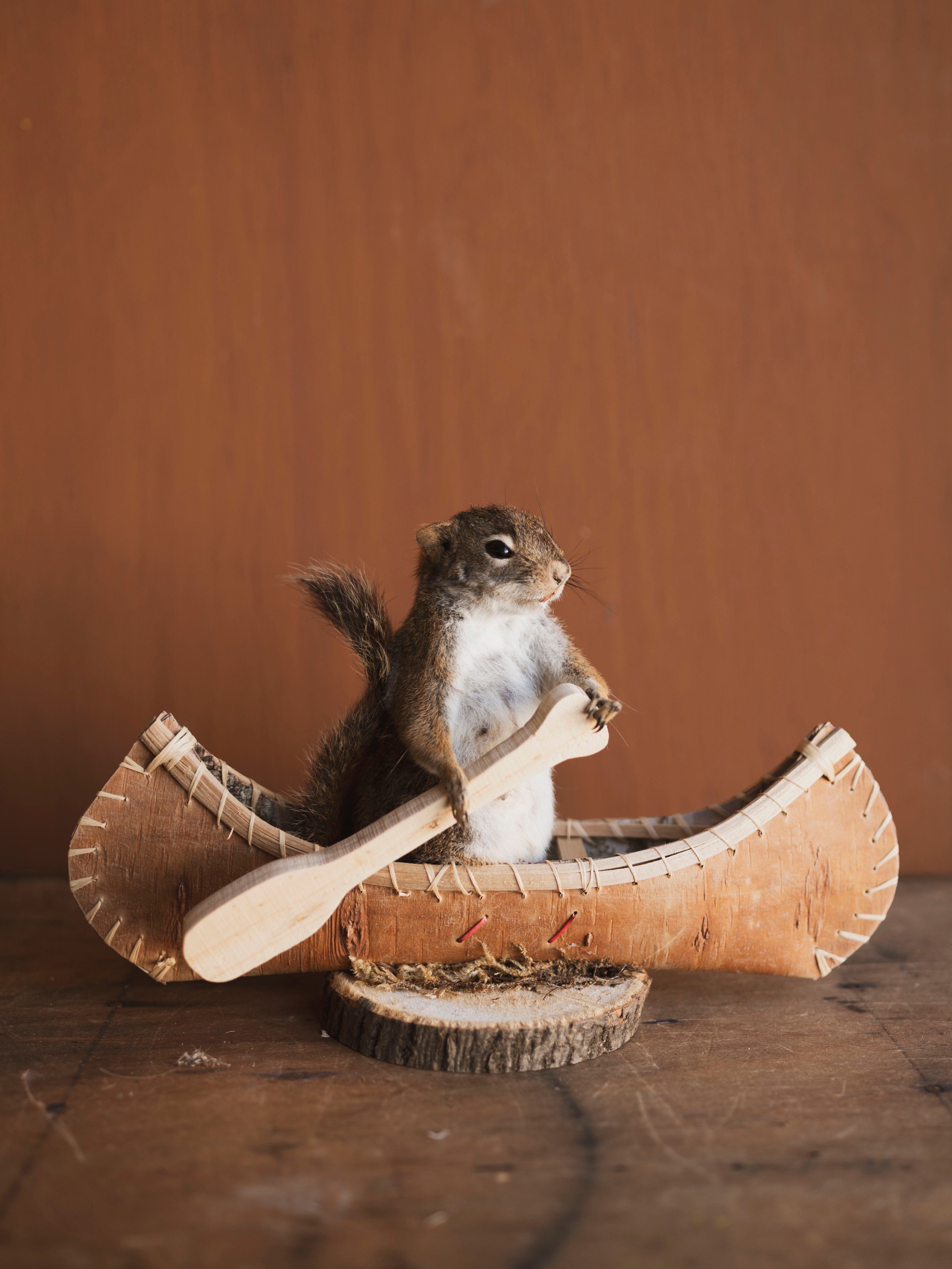Full Body Red Squirrel in Canoe Taxidermy (Cypress), TA474