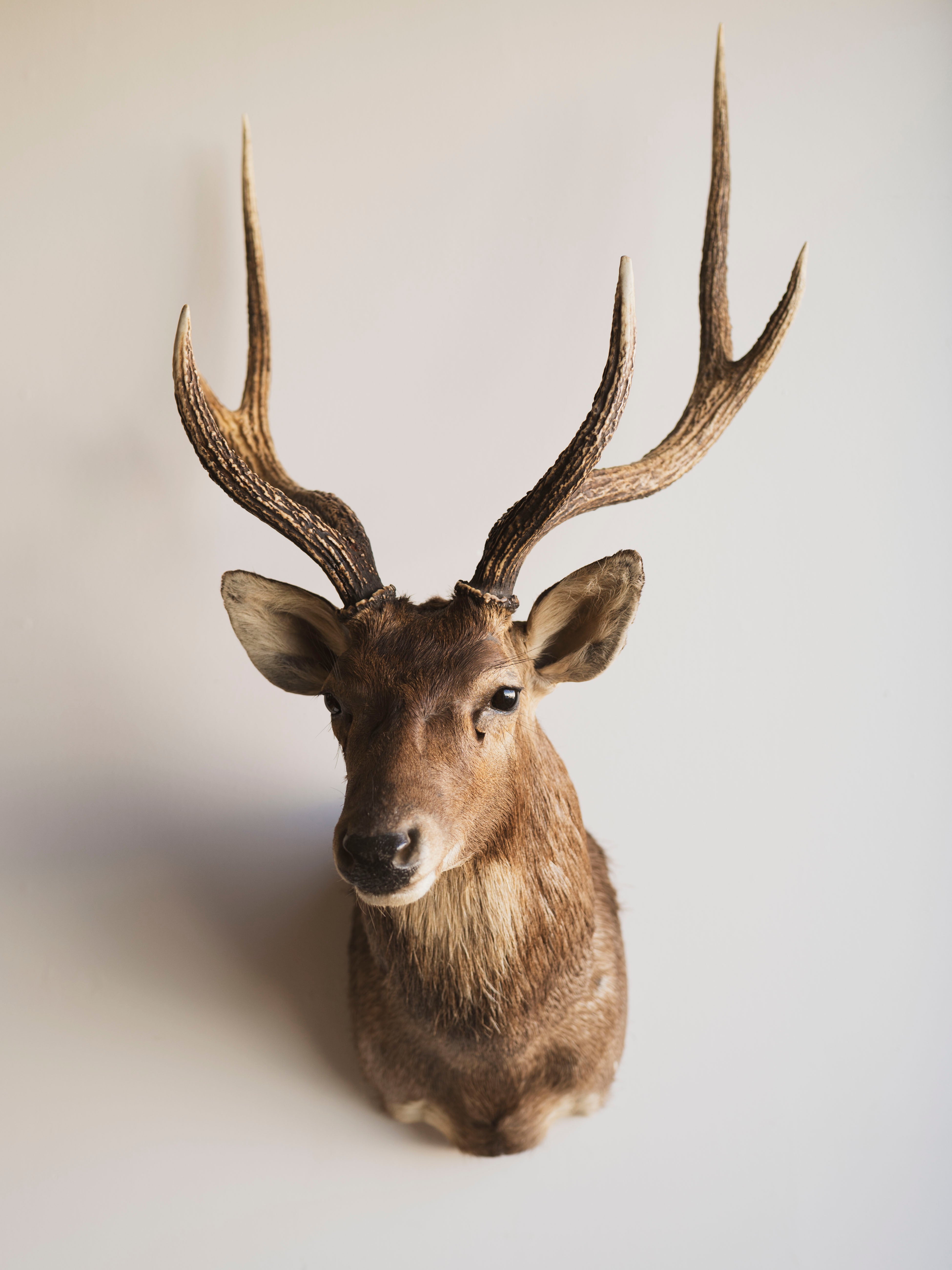 A deer / 鹿 Japanese Sika Deer Shoulder Mount Taxidermy (Moka), TA438 – Black Moth