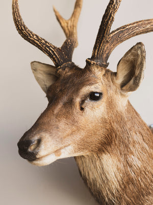Japanese Sika Deer Shoulder Mount Taxidermy (Moka), TA438 – Black Moth