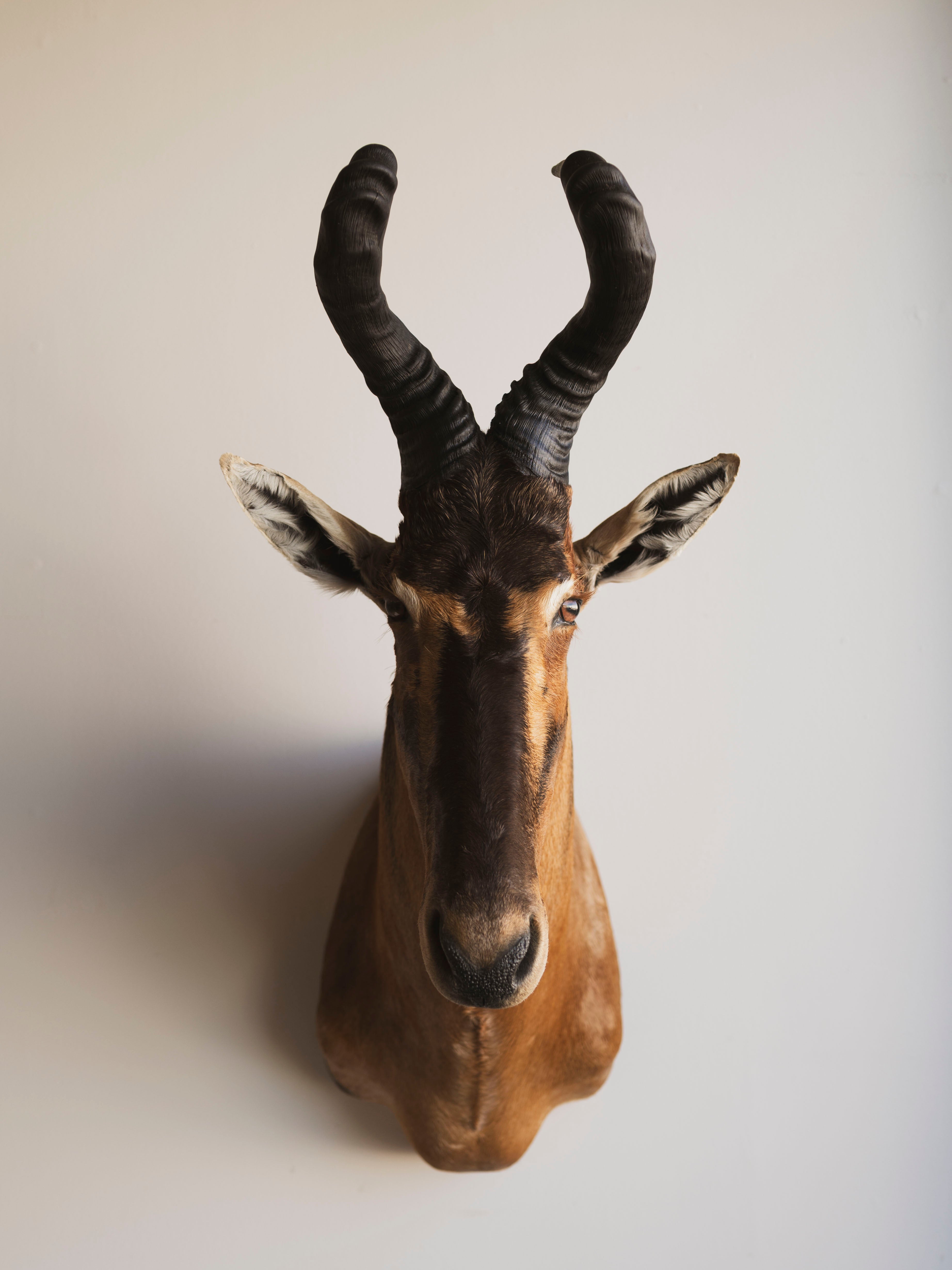 Red Hartebeest Shoulder Mount Taxidermy (Hades), TA441