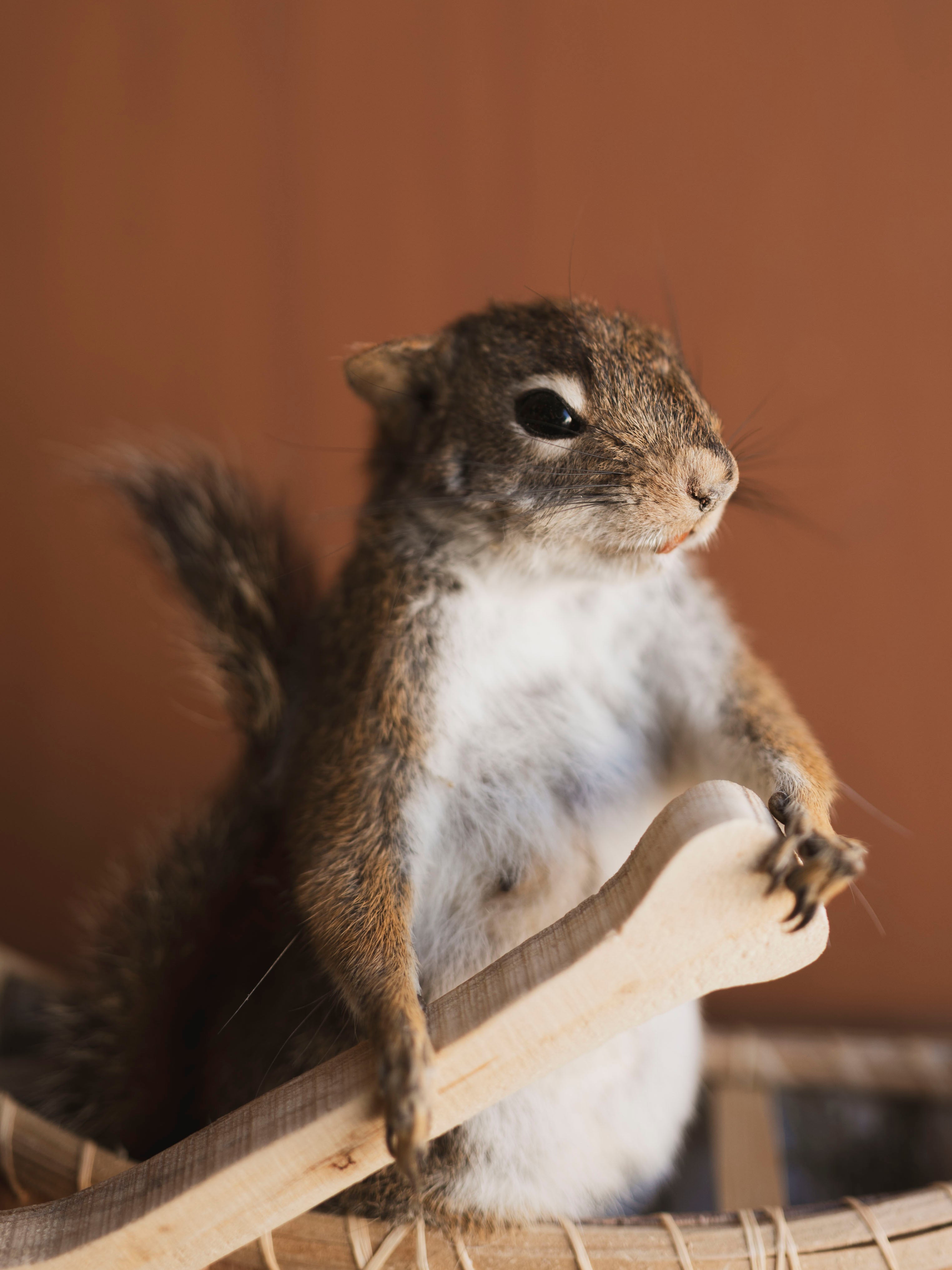 Full Body Red Squirrel in Canoe Taxidermy (Cypress), TA474