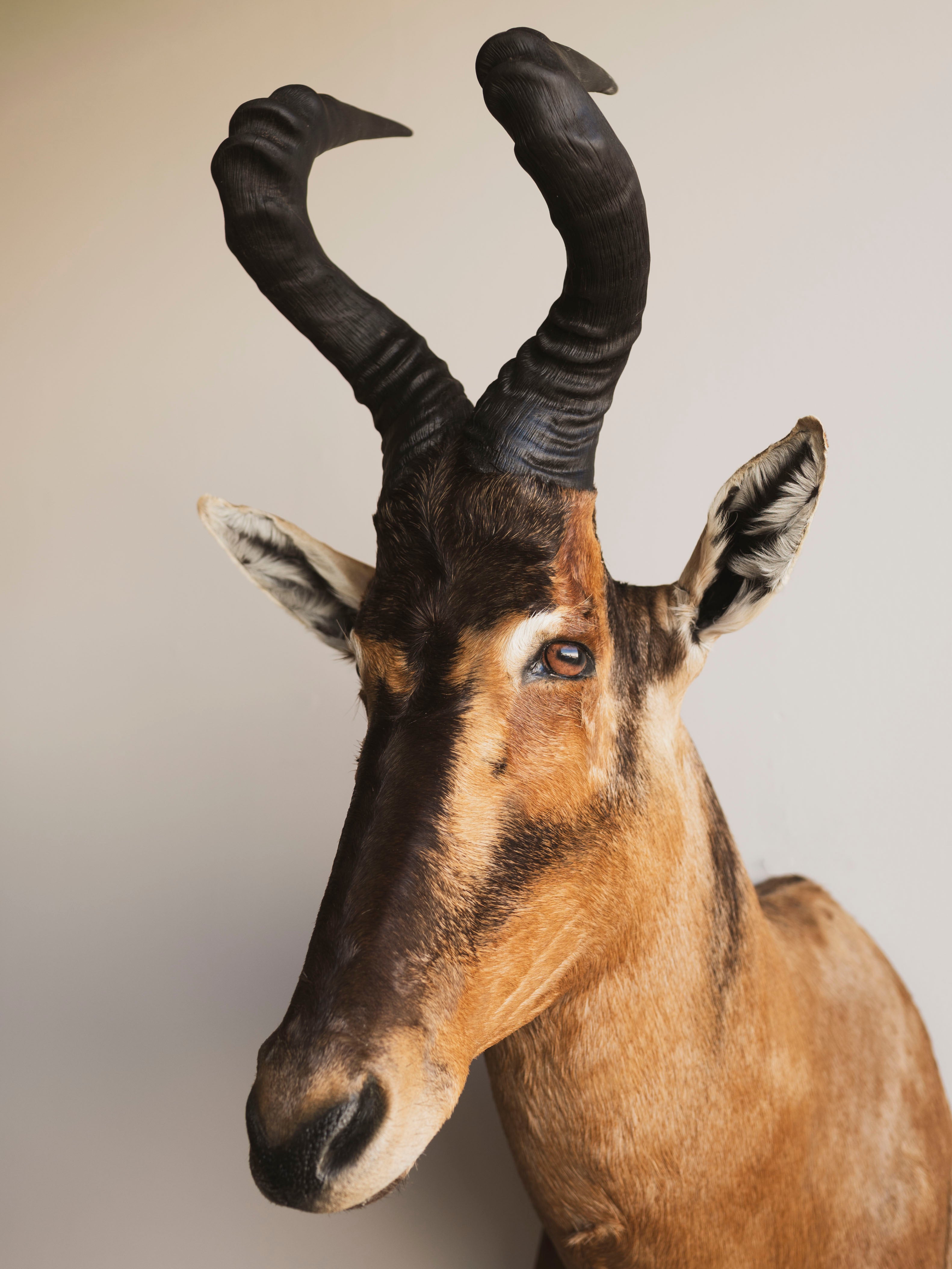 Red Hartebeest Shoulder Mount Taxidermy (Hades), TA441