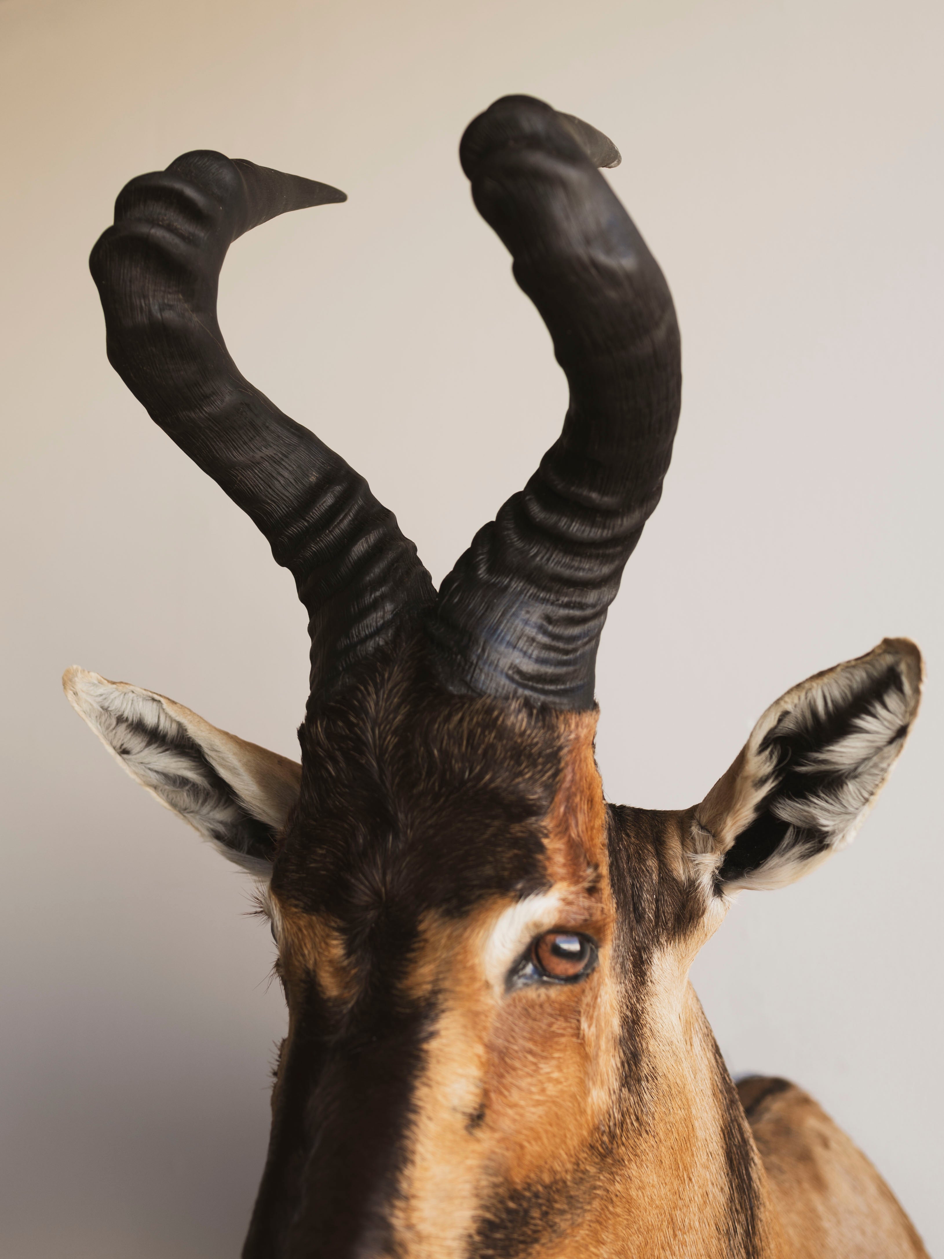 Red Hartebeest Shoulder Mount Taxidermy (Hades), TA441