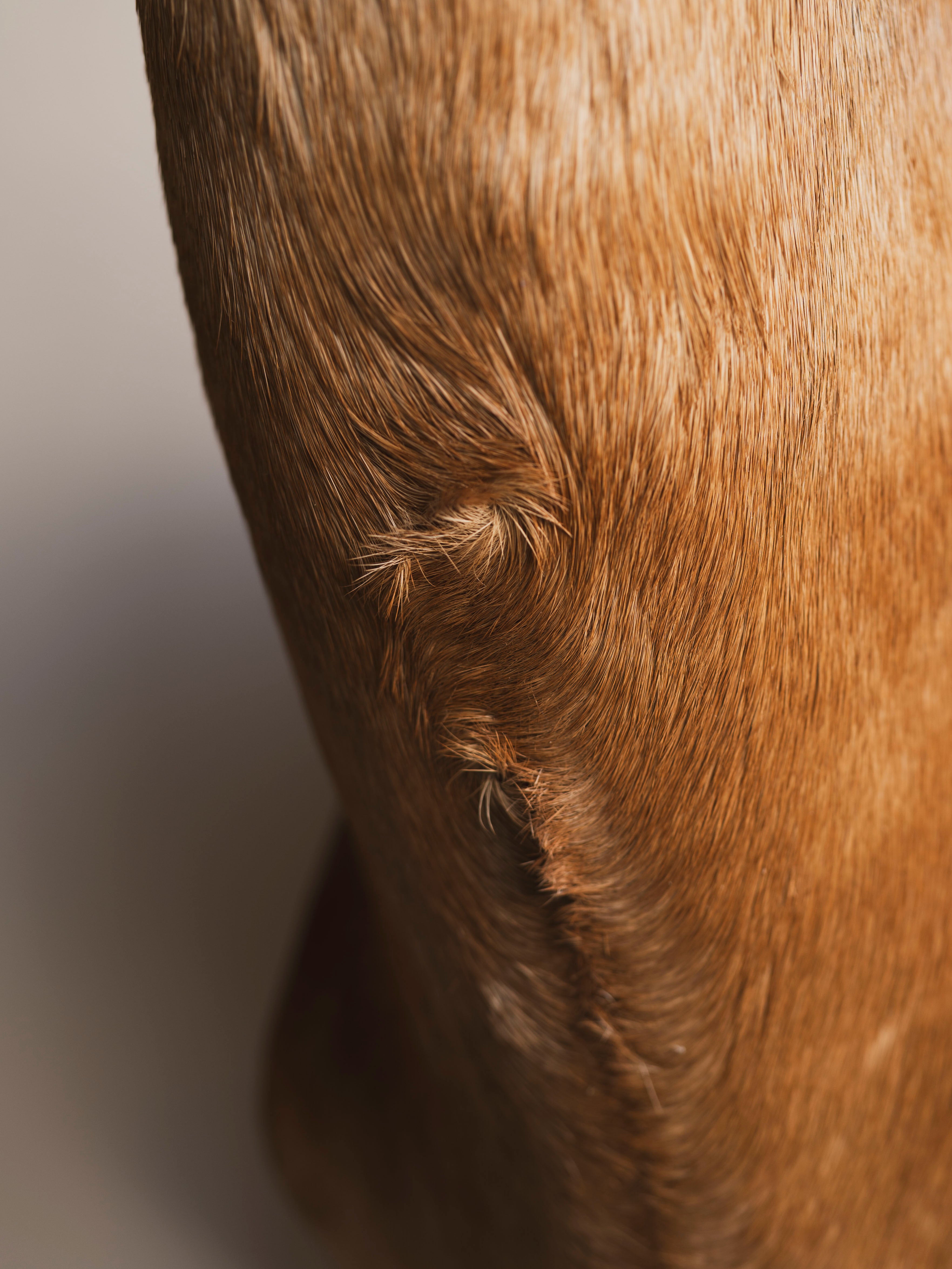 Red Hartebeest Shoulder Mount Taxidermy (Hades), TA441