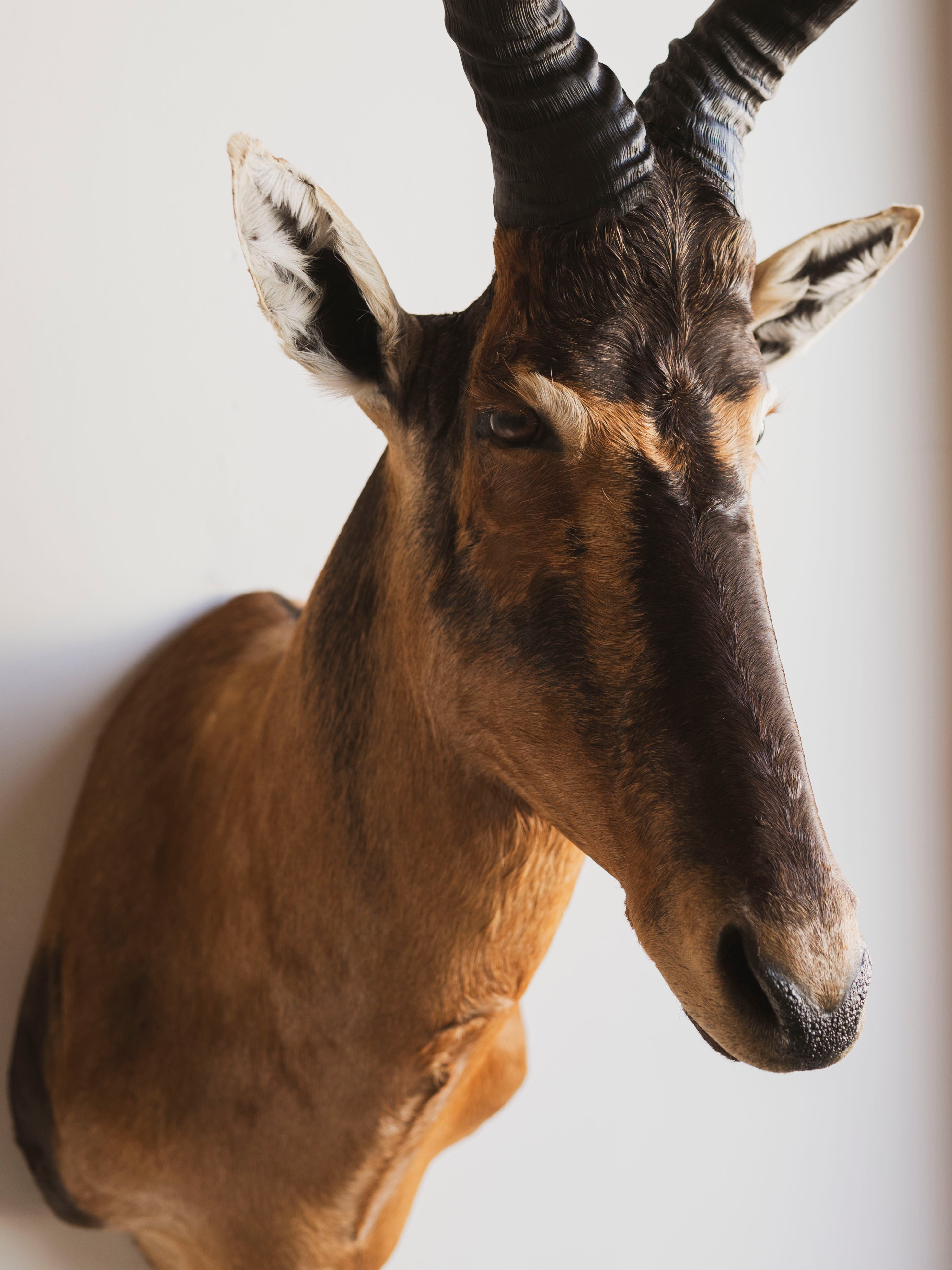 Red Hartebeest Shoulder Mount Taxidermy (Hades), TA441