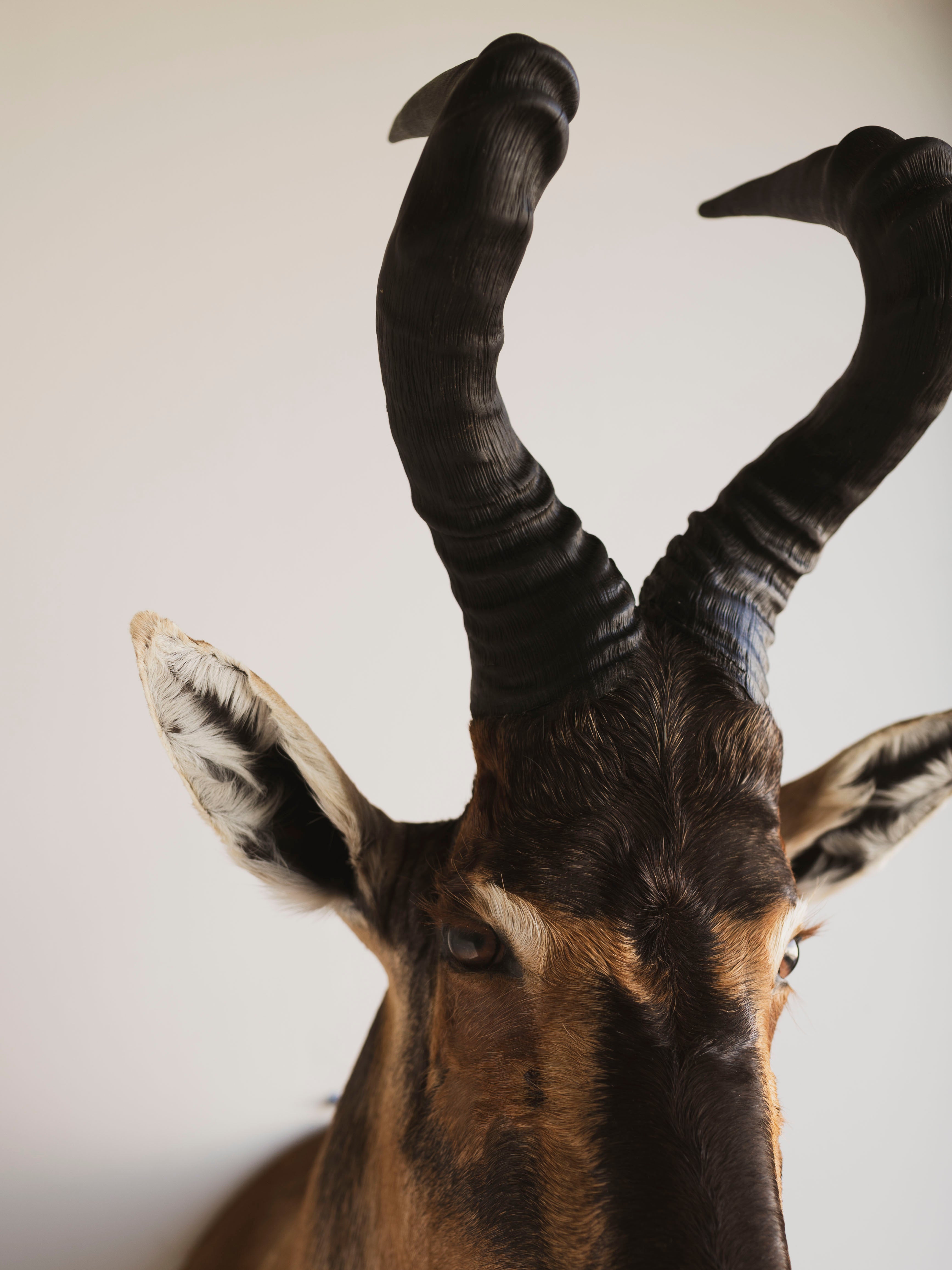 Red Hartebeest Shoulder Mount Taxidermy (Hades), TA441