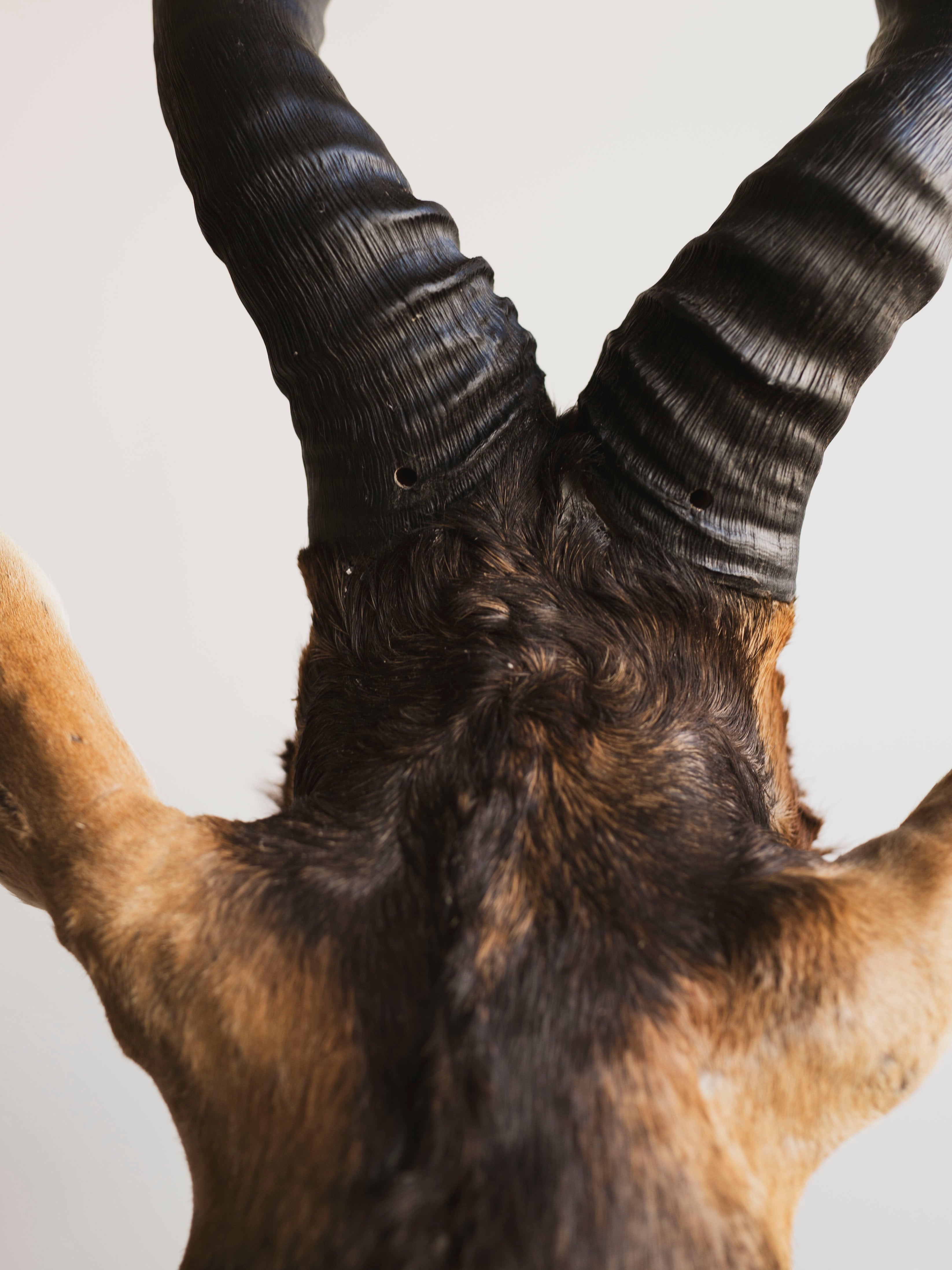 Red Hartebeest Shoulder Mount Taxidermy (Hades), TA441